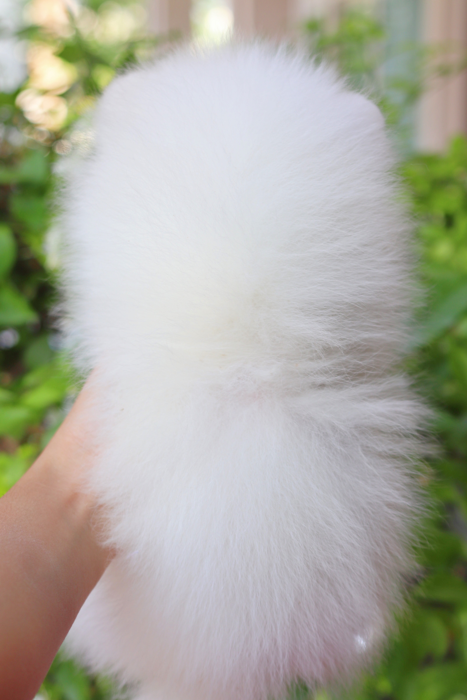 ปอมเมอเรเนียน เพศผู้ สีขาวครีม