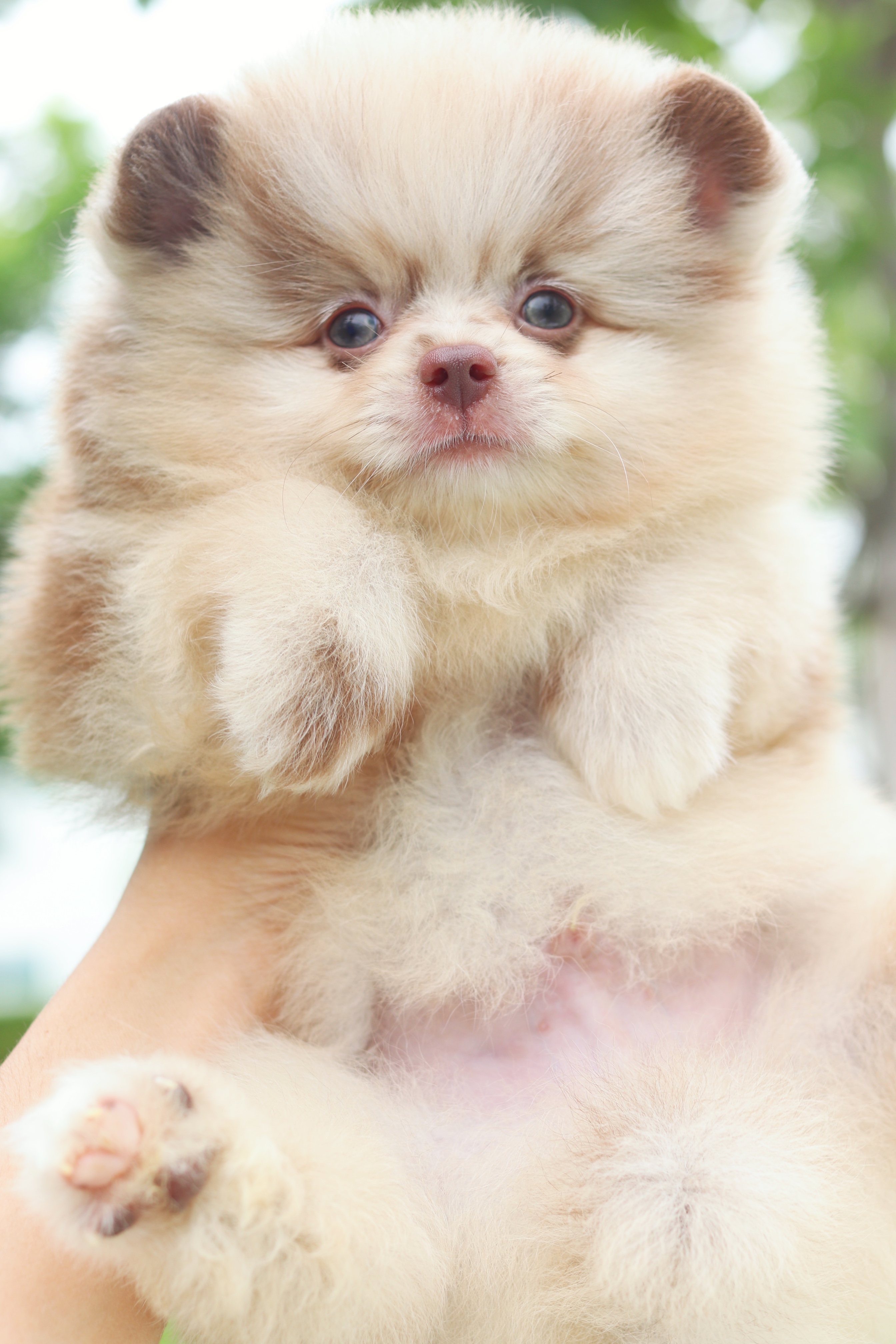 ปอมเมอเรเนียน เพศผู้สีช็อคเมอร์เร่