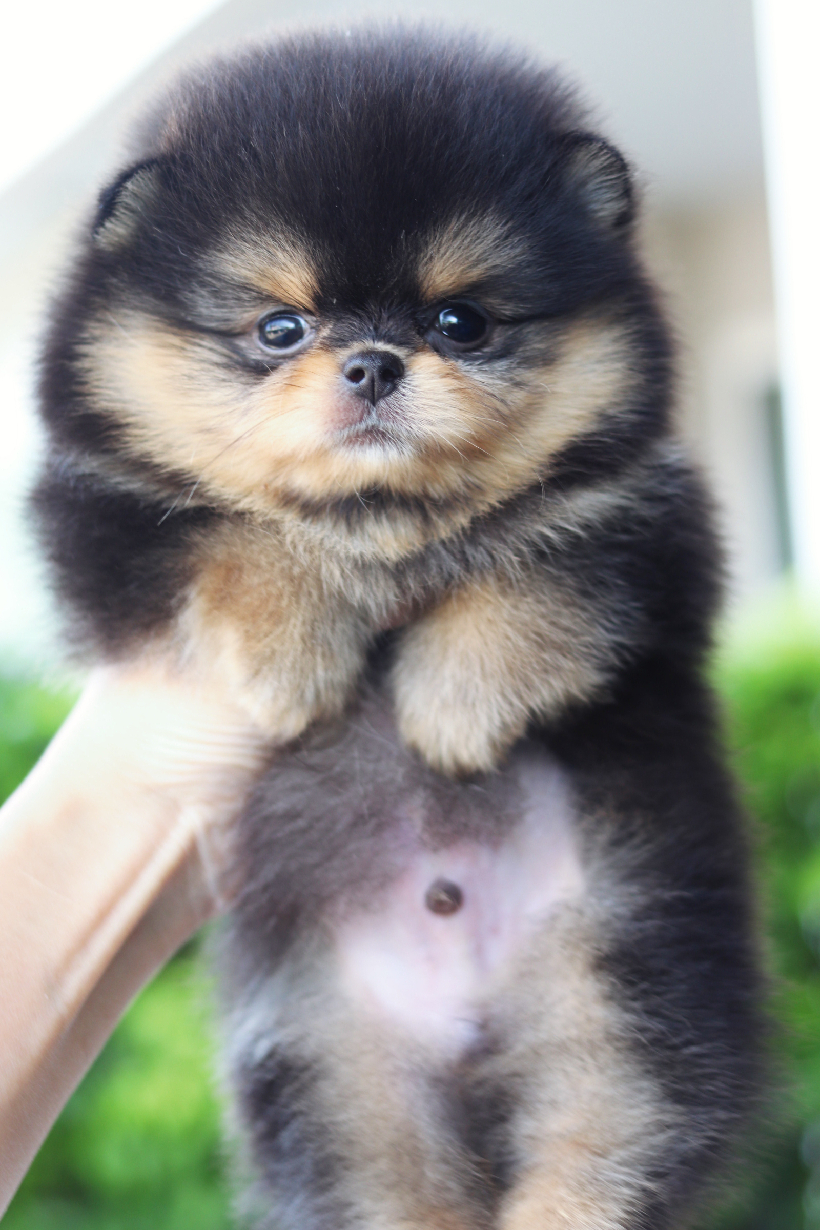 ปอมเมอเรเนียน เพศผู้สีแบล็คแทน