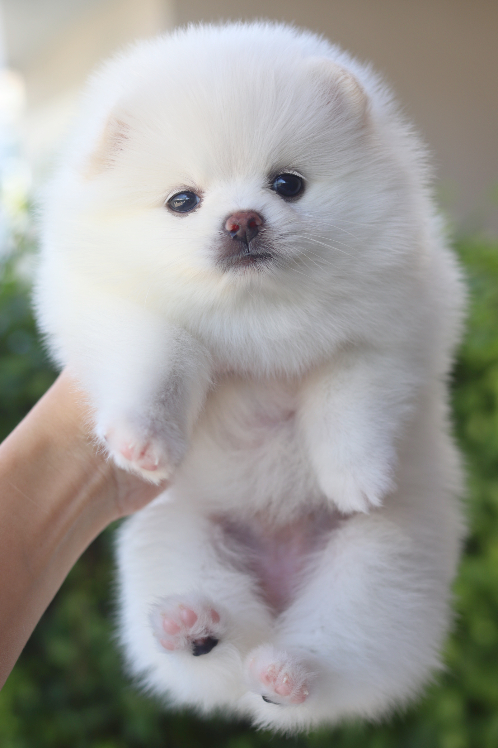 ปอมเมอเรเนียน เพศเมียสีขาวครีม