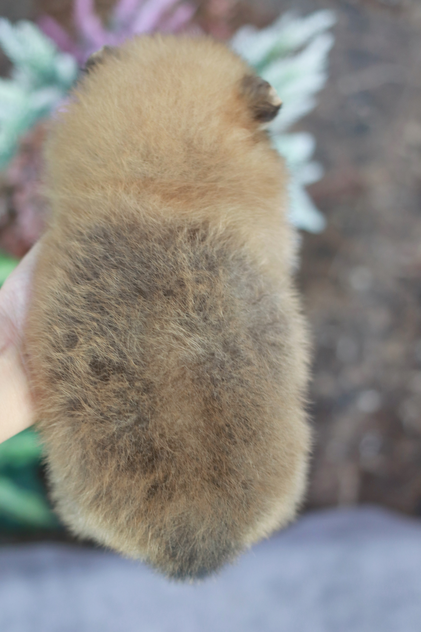 ปอมเมอเรเนียน เพศผู้