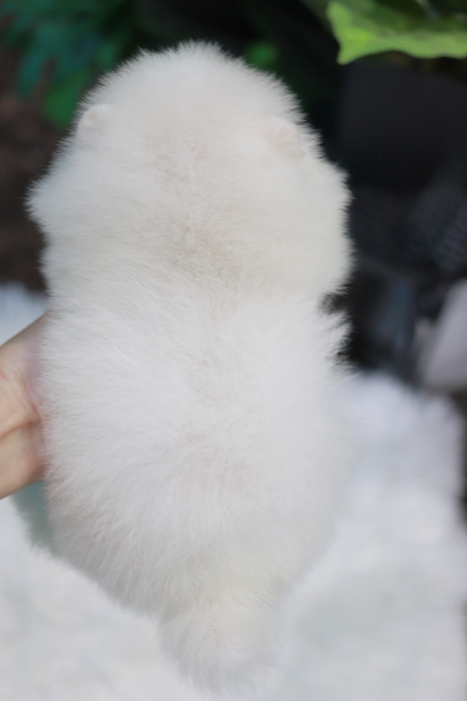 ปอมเมอเรเนียน เพศผู้สีขาว ไซส์เล็ก