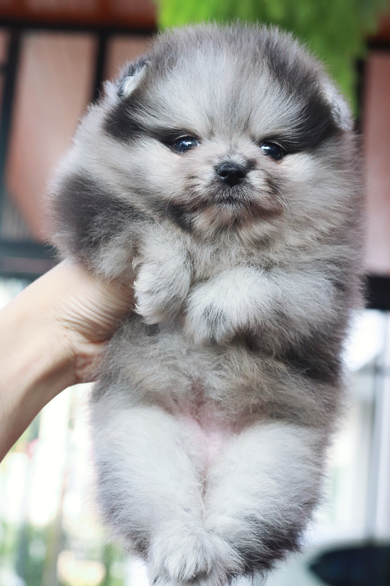 ปอมเมอเรเนียน เพศเมีย เมอร์เร่