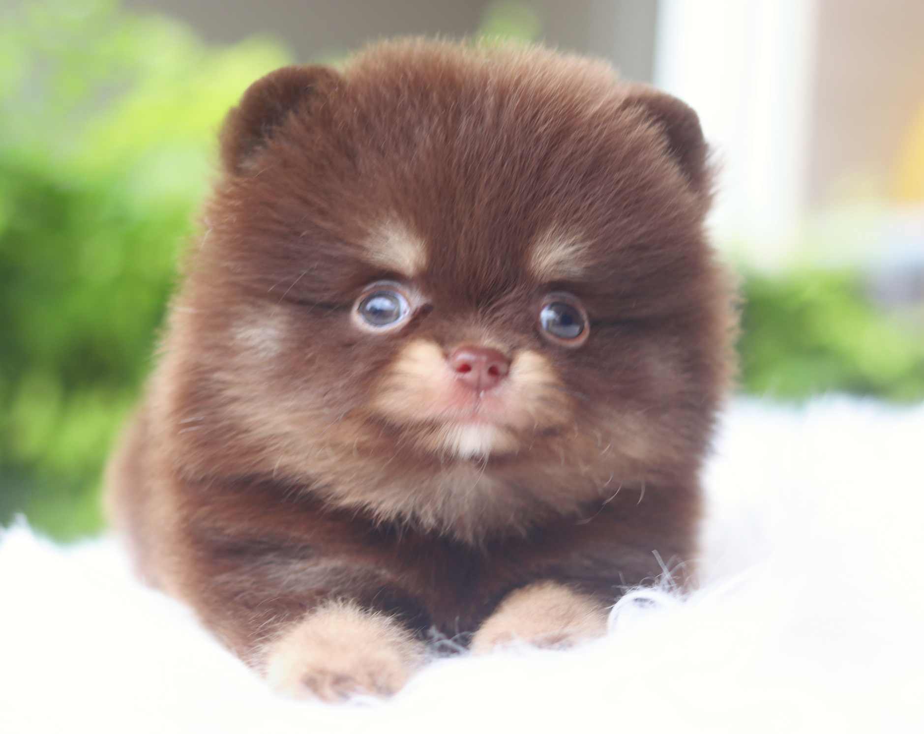 ปอมเมอเรเนียน เพศผู้สีช็อคแทน