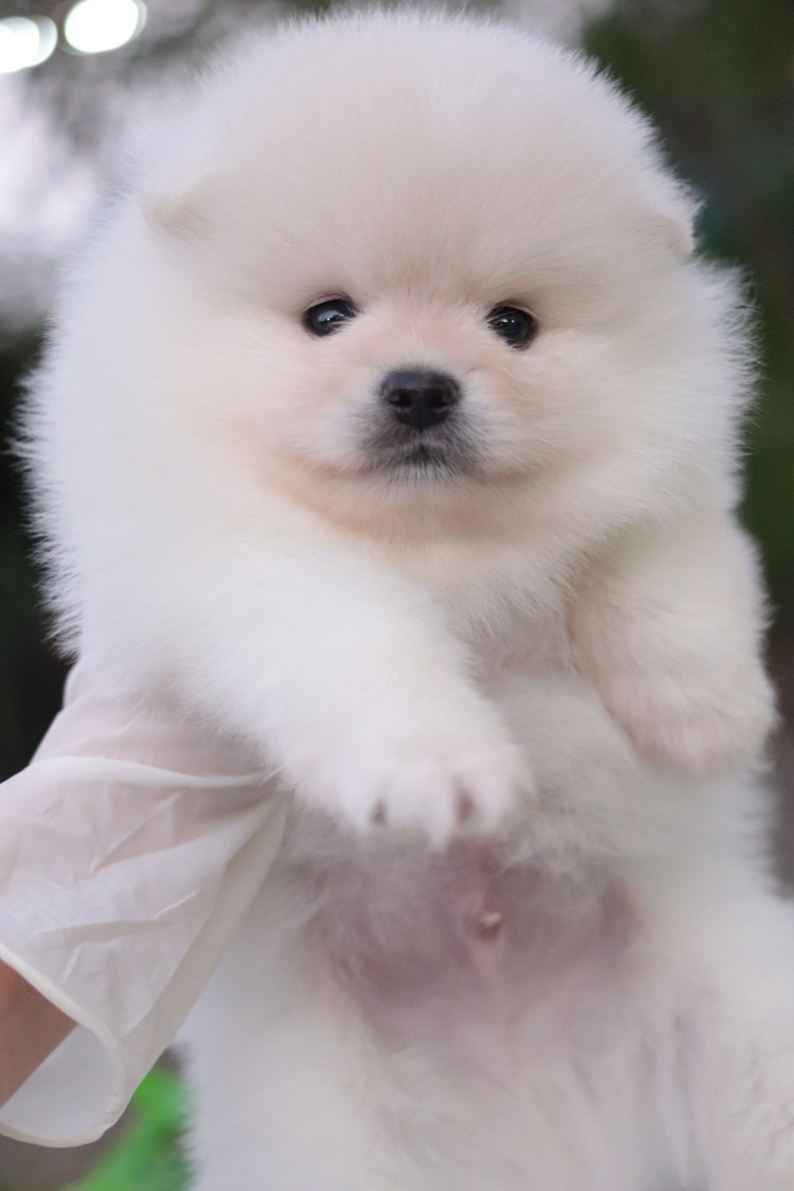 ปอมเมอเรเนียน เพศผู้ สีขาวครีม