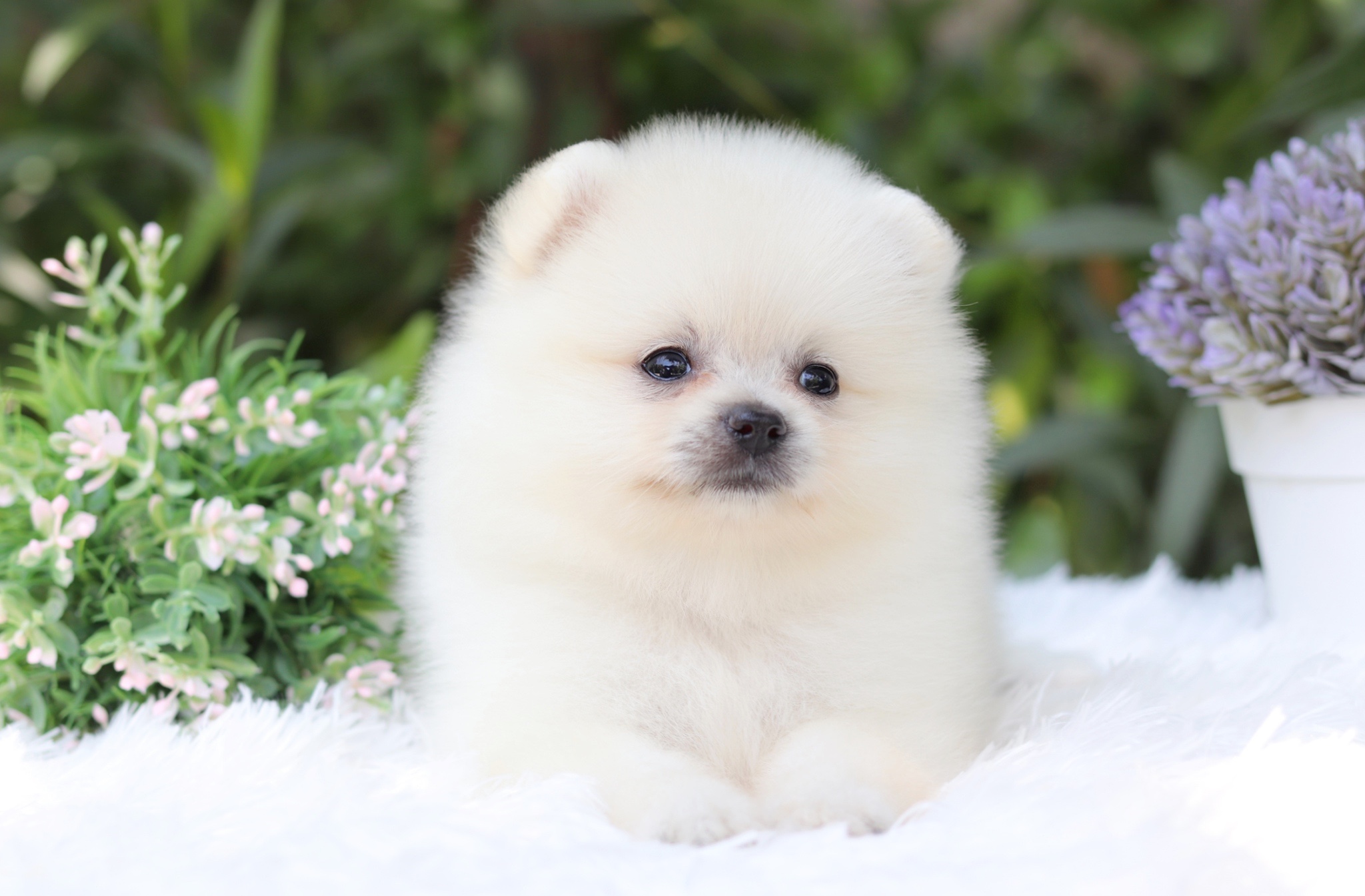 ปอมเมอเรเนียน เพศเมีย สีขาวครีม