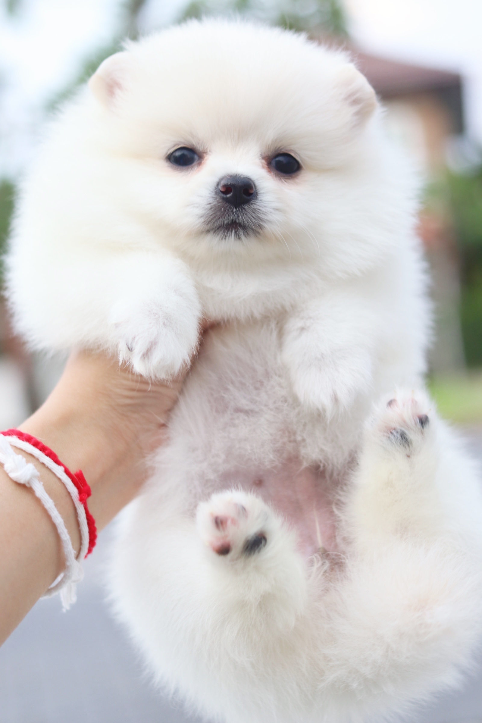 ปอมเมอเรเนียน เพศเมียสีขาวครีม