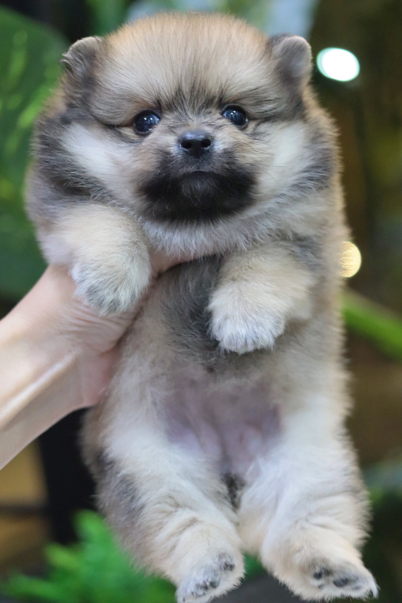 ปอมเมอเรเนียน เพศเมียสีส้ม ไซส์เล็ก