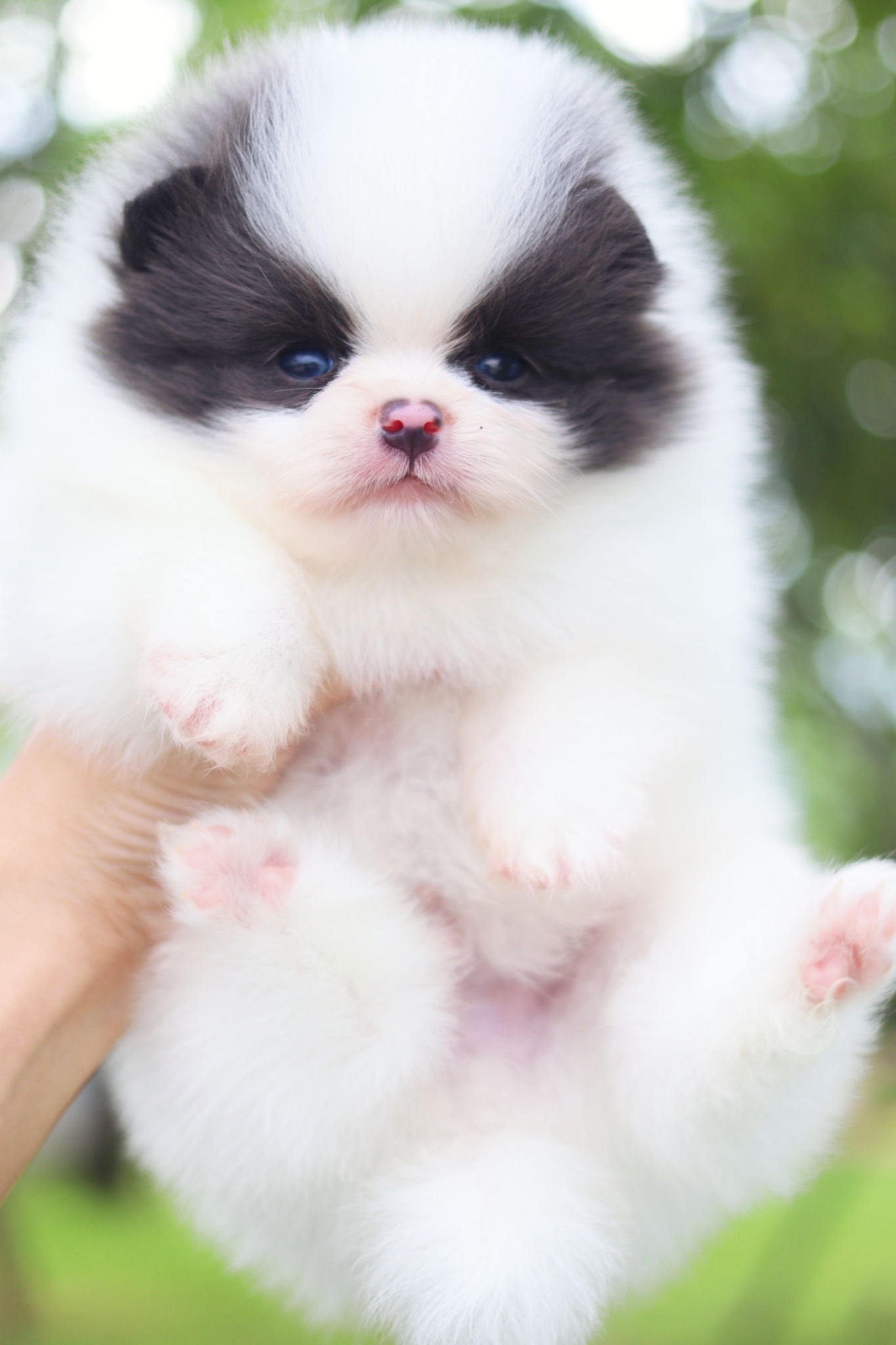 ปอมเมอเรเนียน เพศผู้สีแฟนซี