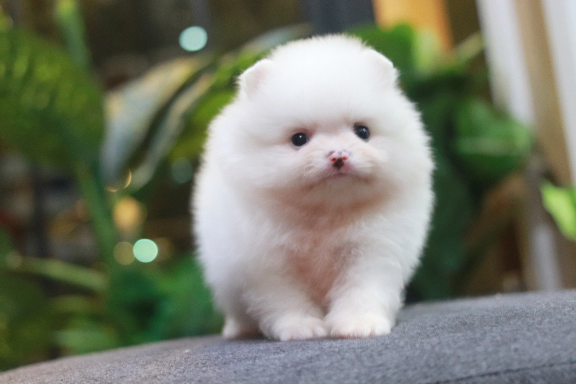 ปอมเมอเรเนียน เพศผู้ขาวสำลี