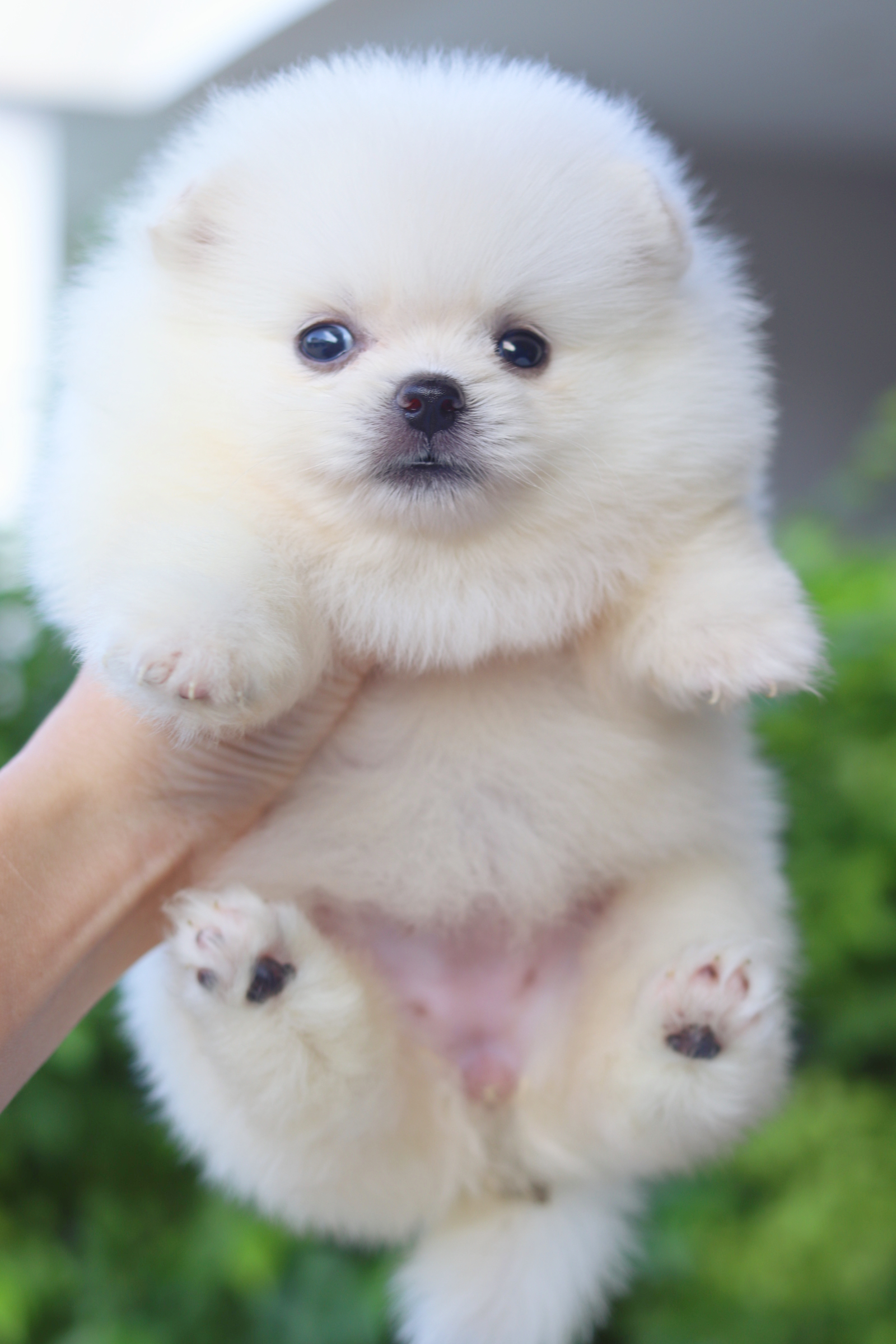 ปอมเมอเรเนียน เพศเมียสีขาวครีม