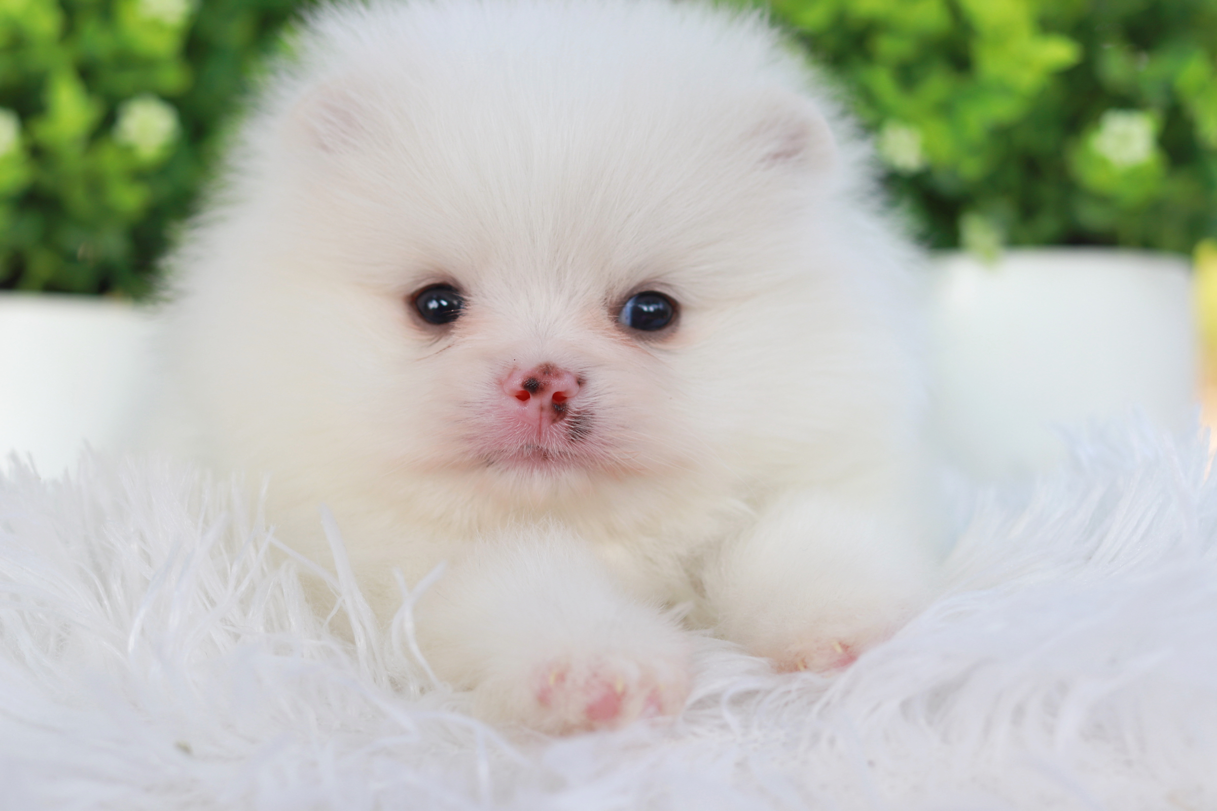 ปอมเมอเรเนียน เพศเมียสีขาว