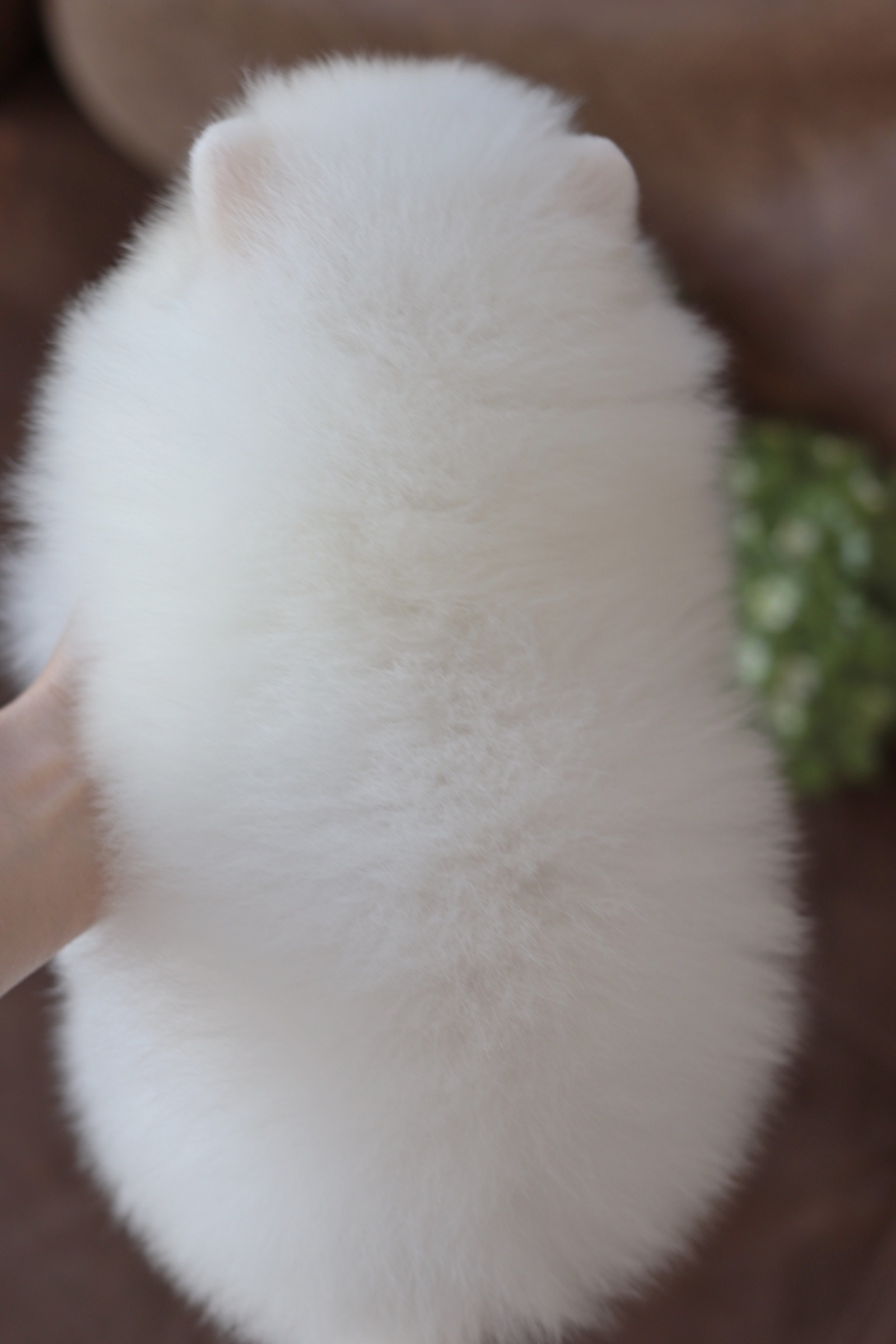 ปอมเมอเรเนียน เพศผู้สีขาว