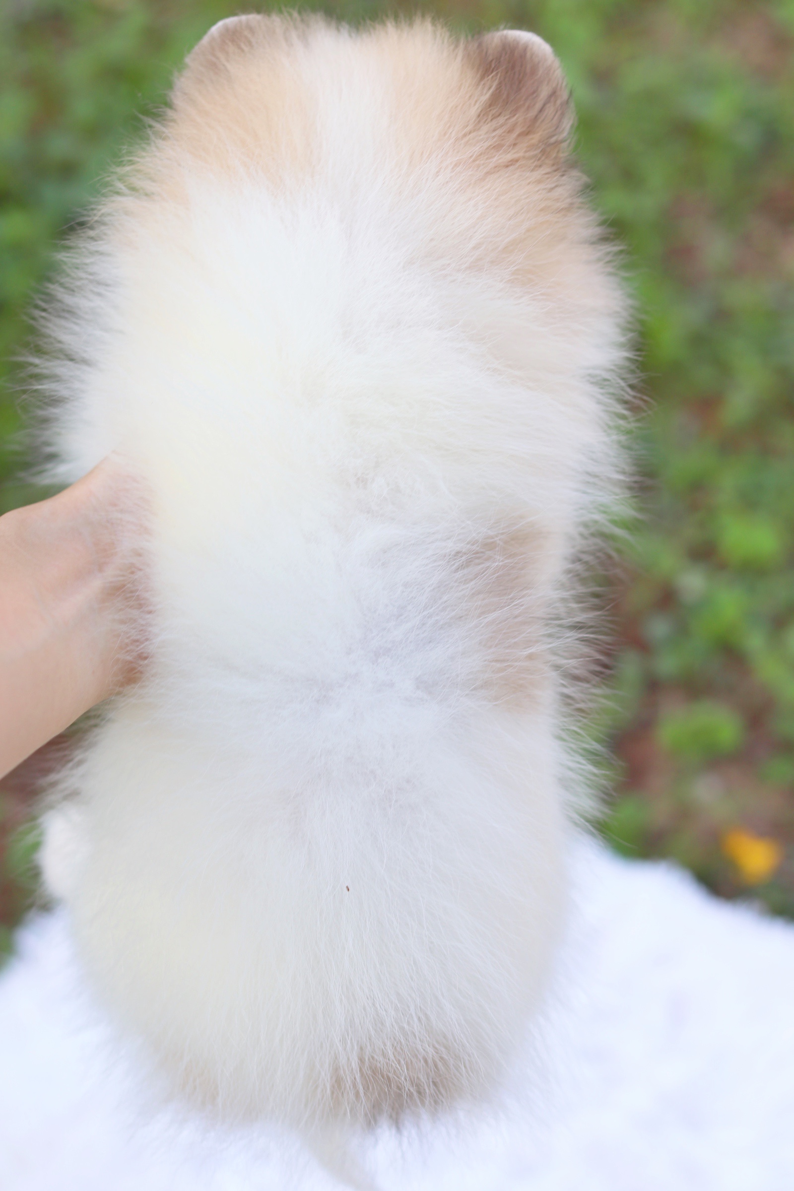 ปอมเมอเรเนียน เพศเมียแฟนซี