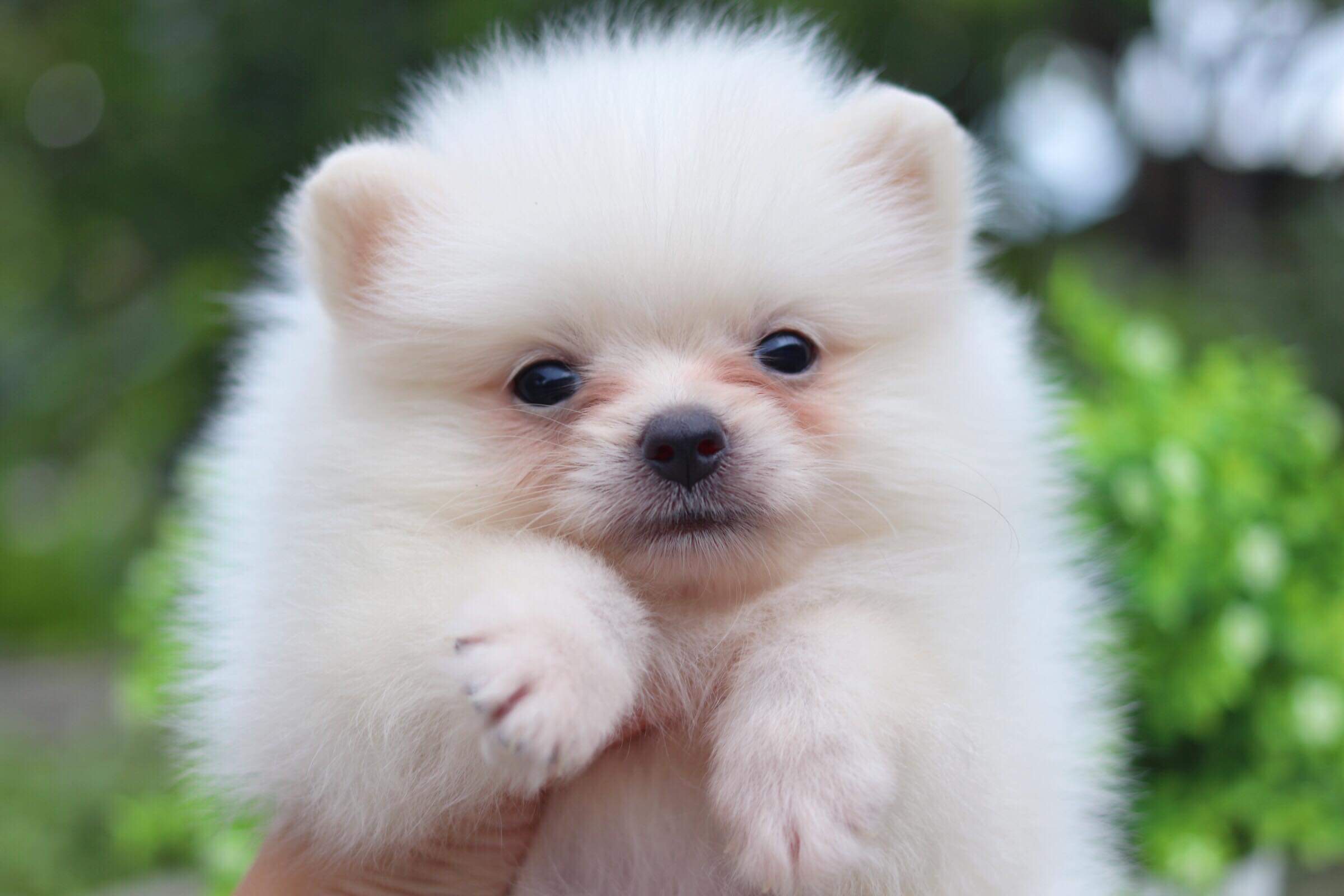 ปอมเมอเรเนียน เพศผู้