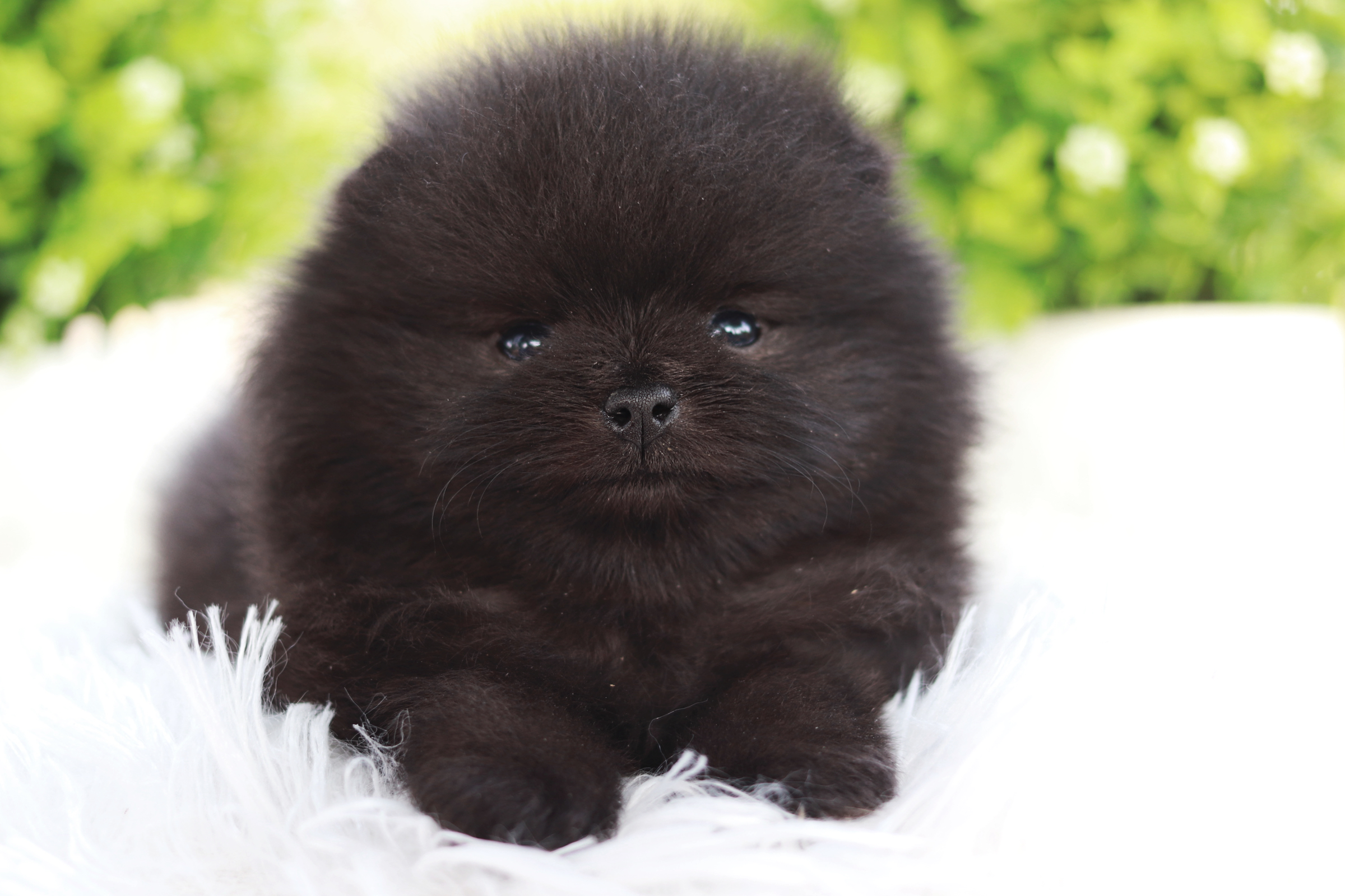 ปอมเมอเรเนียน เพศผู้สีดำ