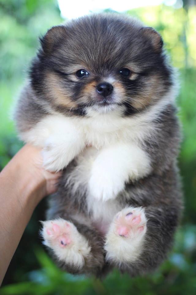 ปอมเมอเรเนียน เพศเมีย