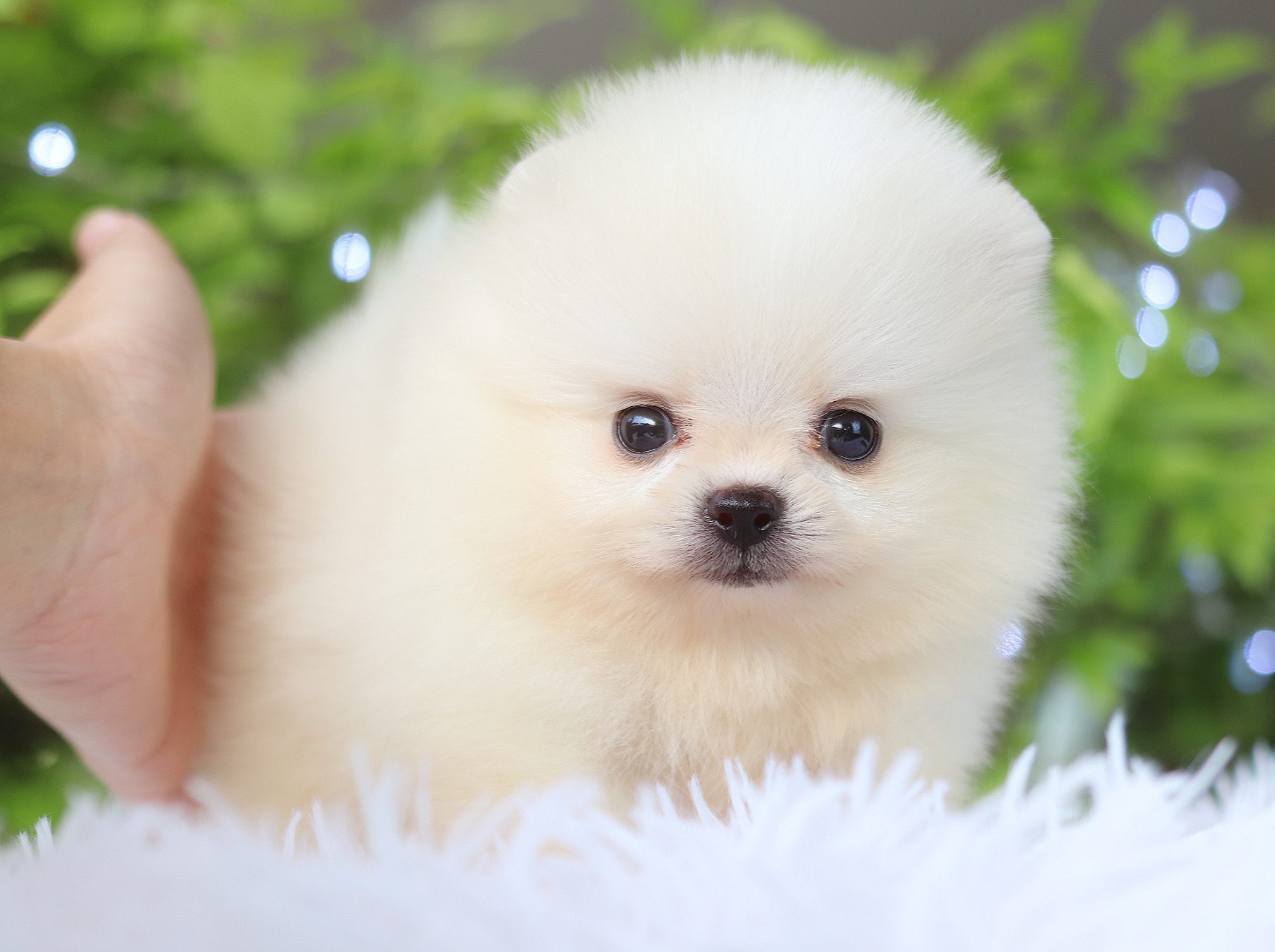 ปอมเมอเรเนียน เพศผู้สีขาวครีม เกรดโชว์