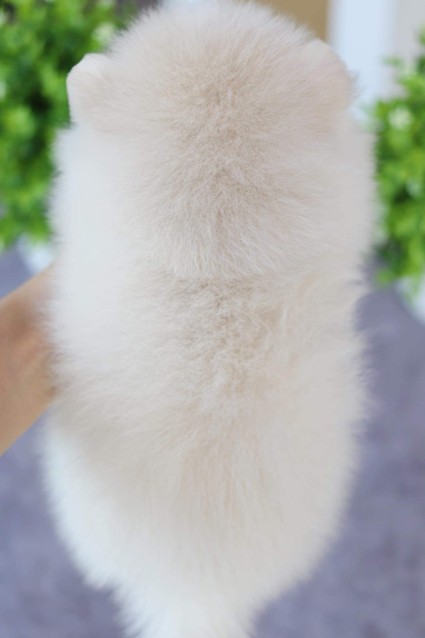 ปอมเมอเรเนียน เพศผู้