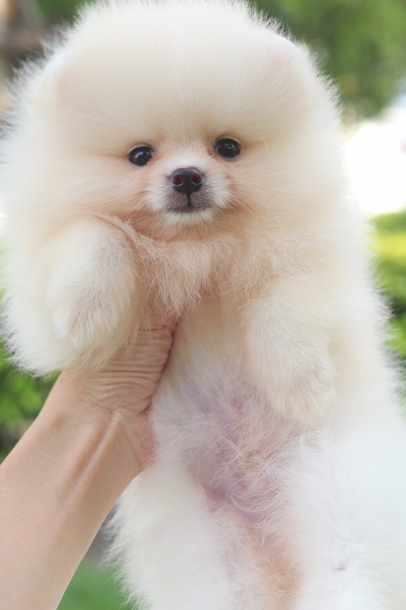 ปอมเมอเรเนียน เพศผู้ ครีม