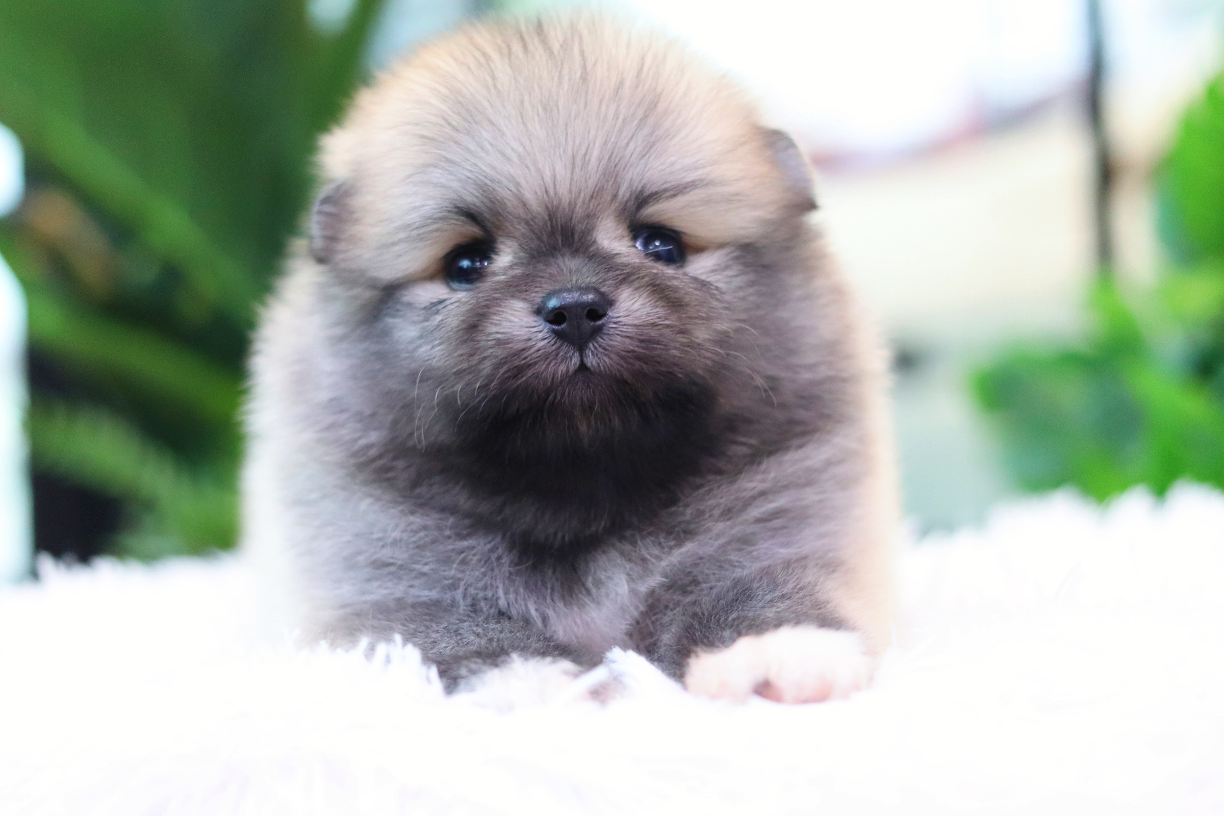 ปอมเมอเรเนียน เพศผู้ สีส้ม