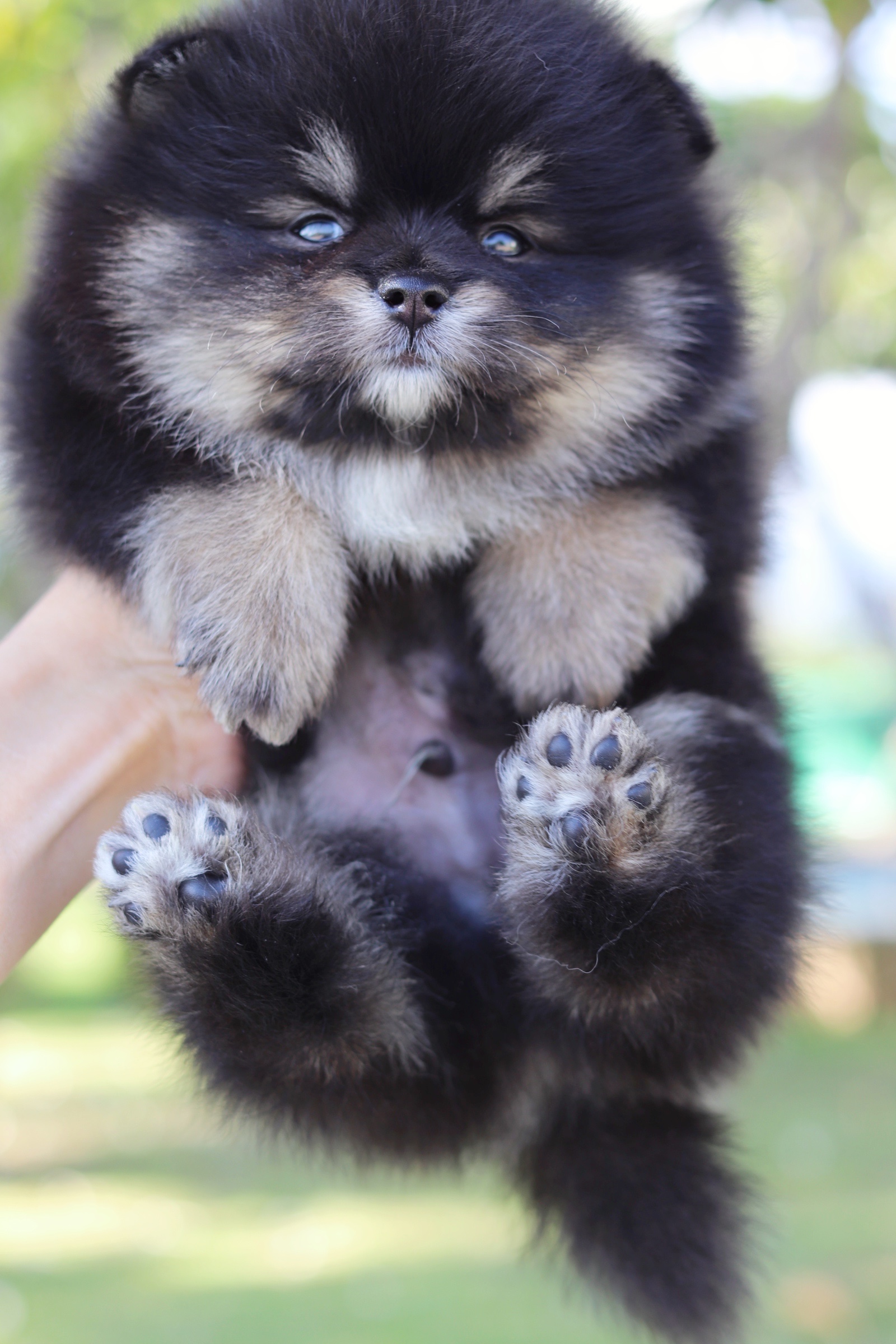 ปอมเมอเรเนียน เพศผู้ แบล็คแทน