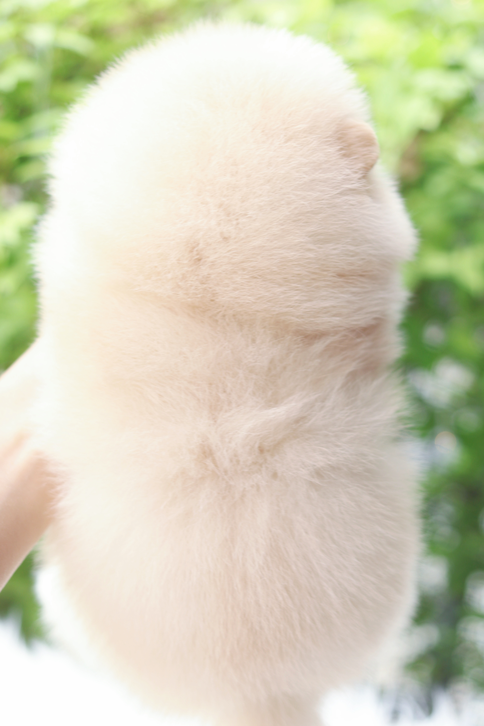 ปอมเมอเรเนียน เพศผู้สีครีม