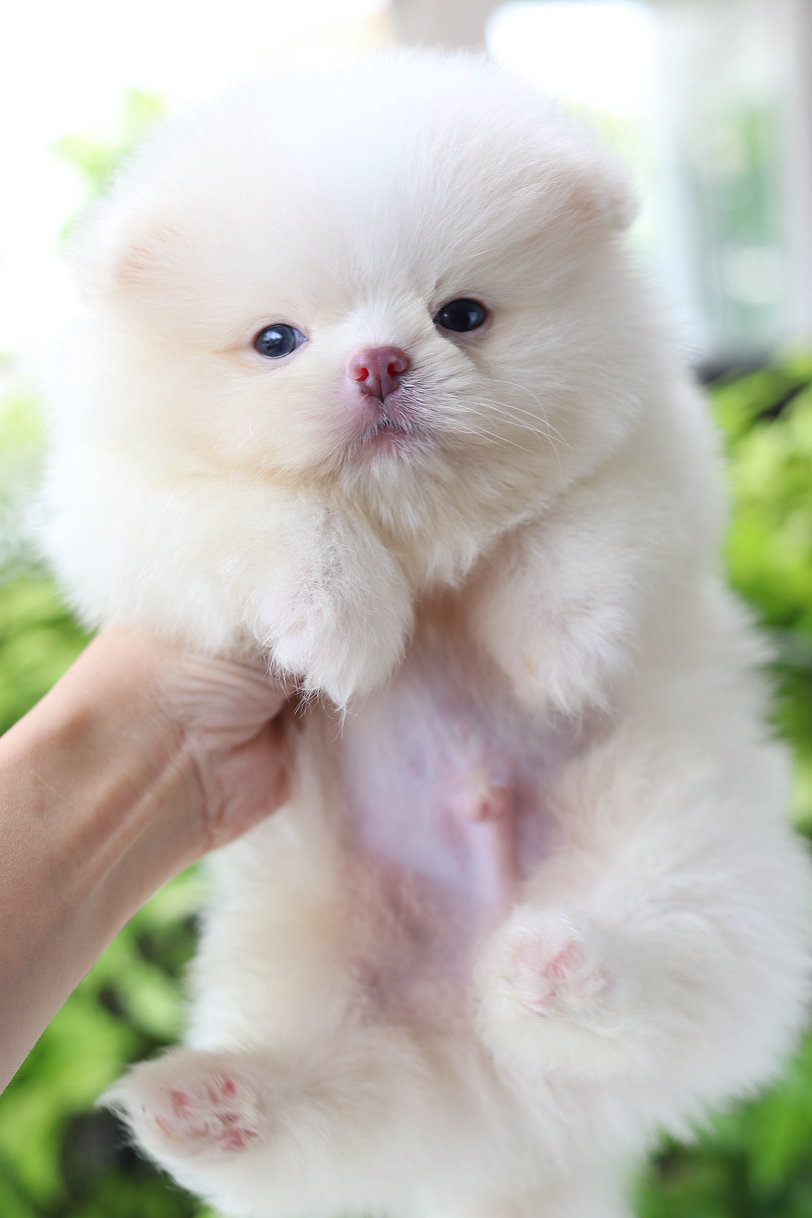 ปอมเมอเรเนียน เพศผู้สีขาวครีม