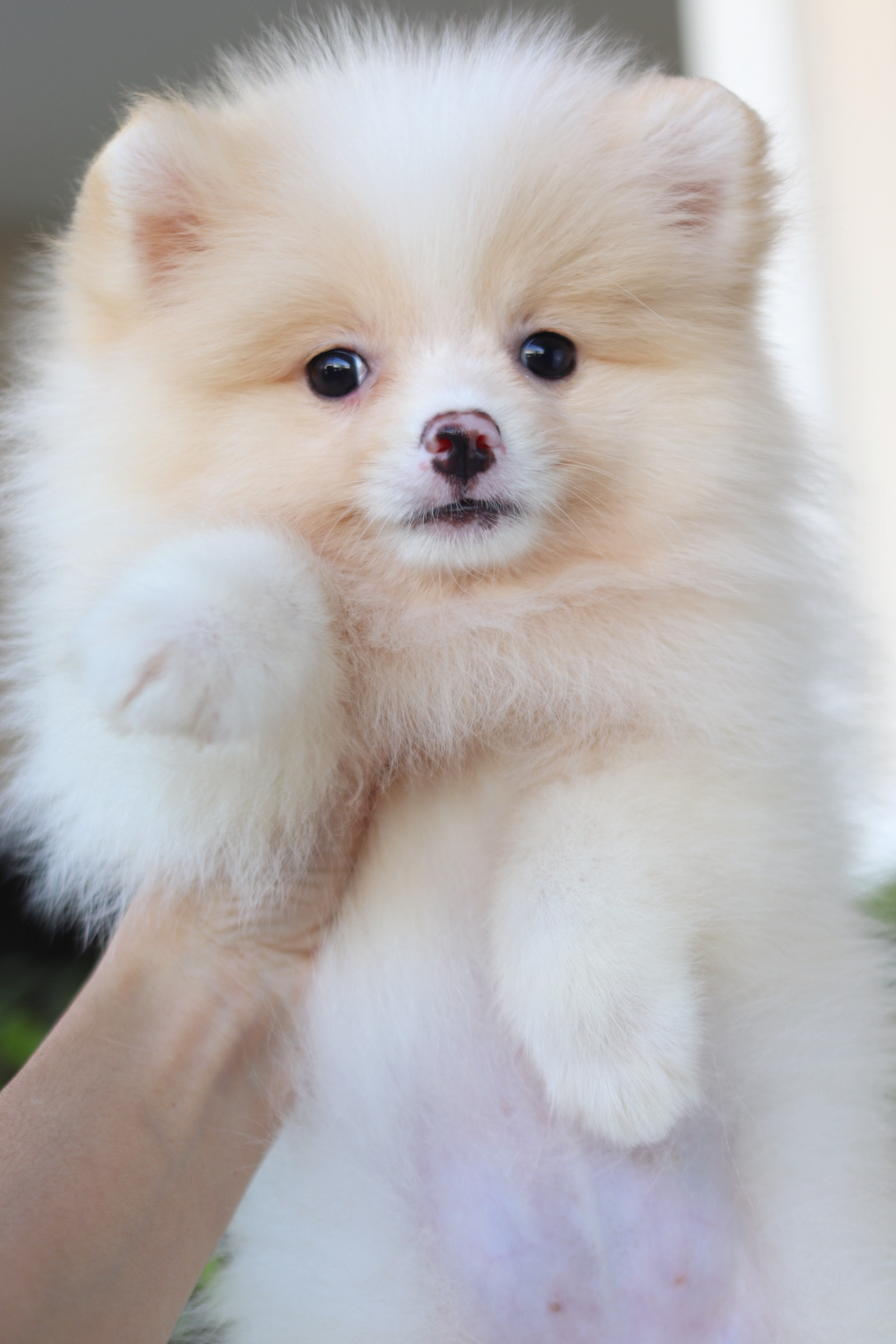 ปอมเมอเรเนียน เพศเมียสีครีม