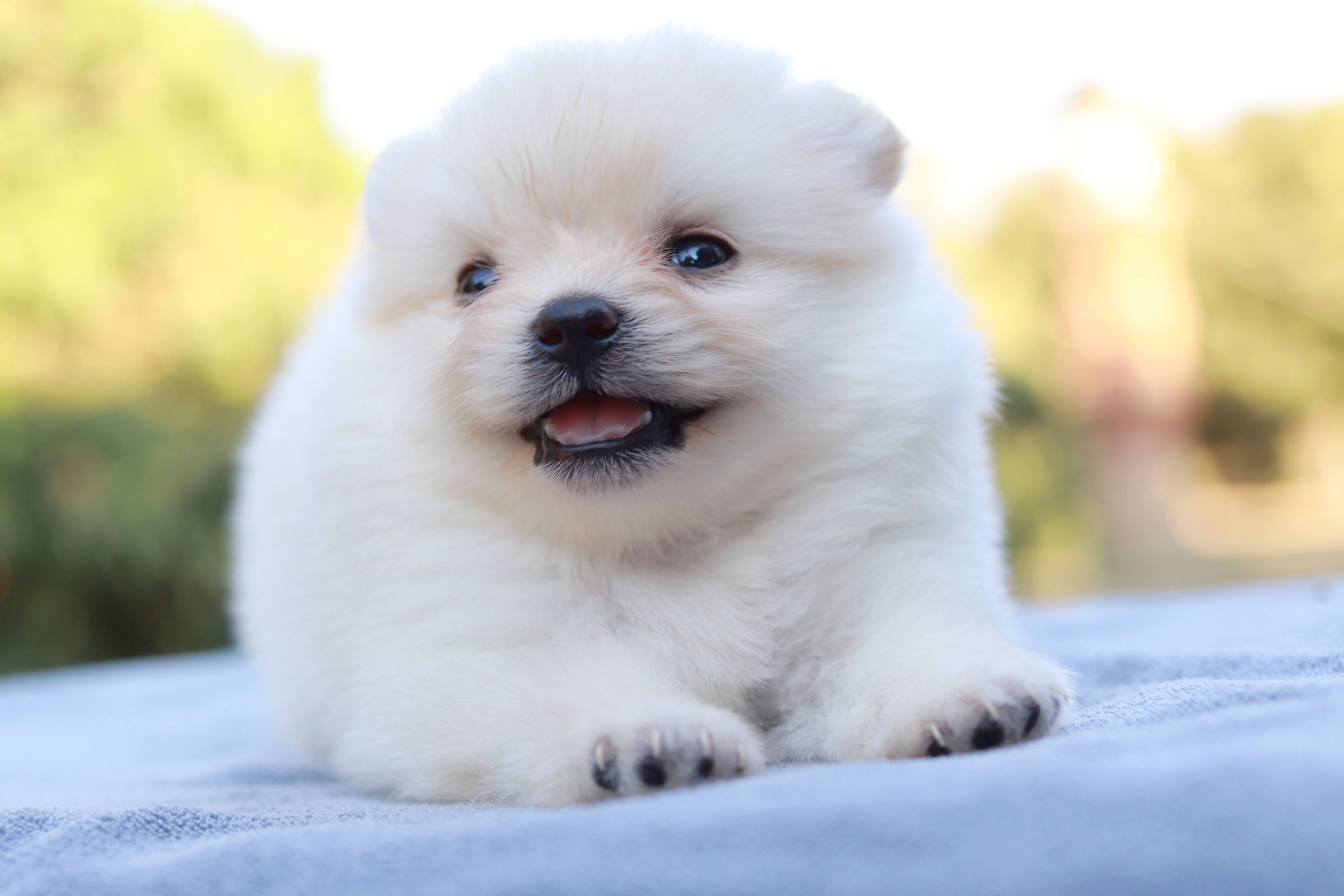 ปอมเมอเรเนียน เพศผู้