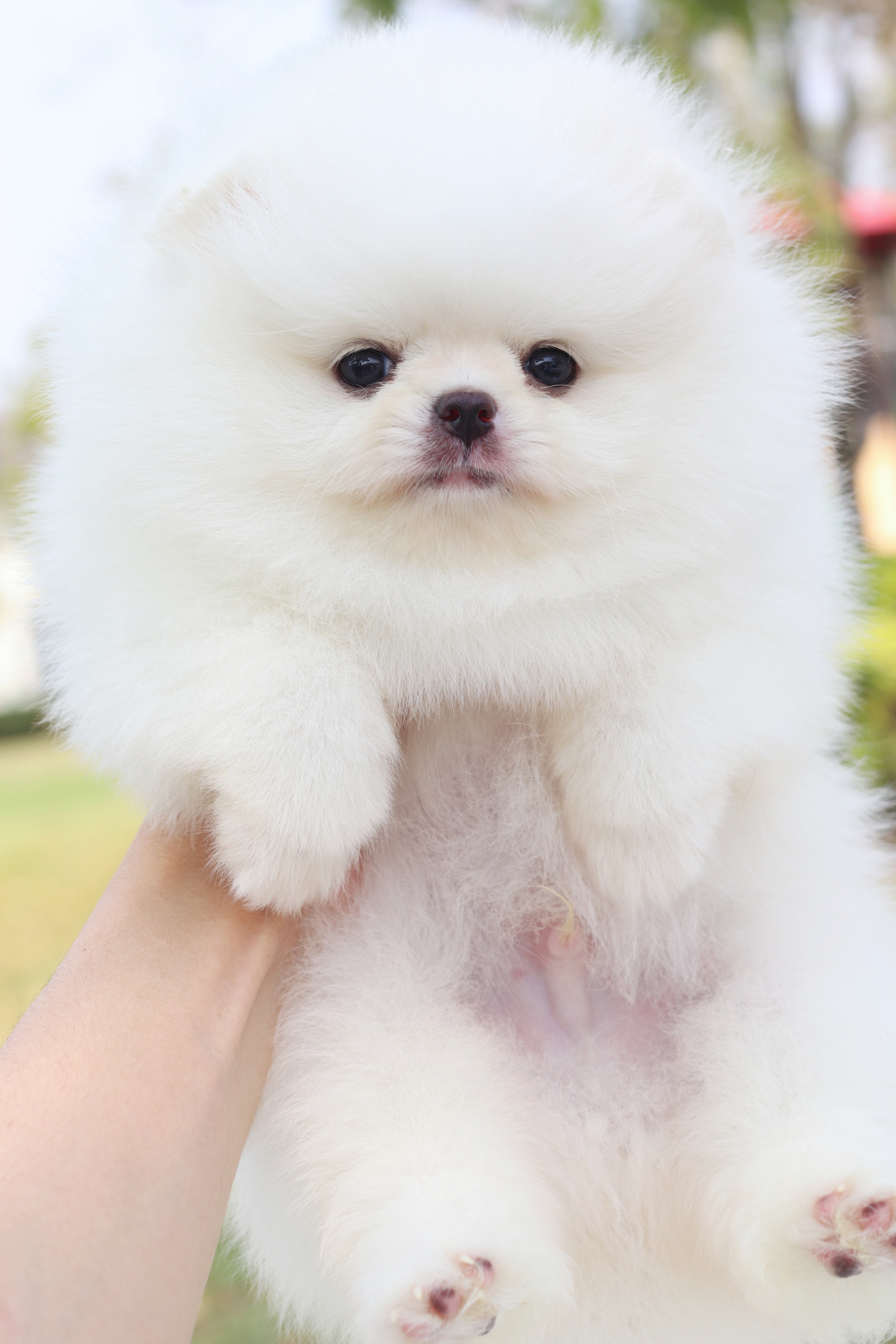 ปอมเมอเรเนียน เพศผู้สีขาวครีมเกรดโชว์