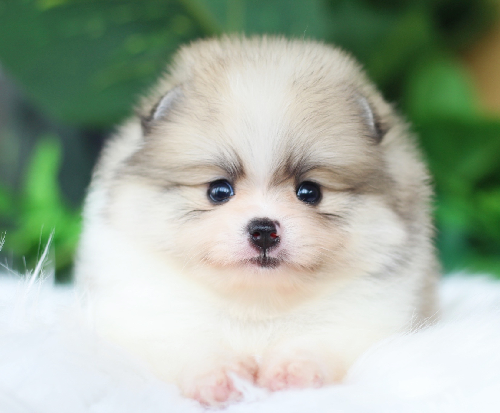 ปอมเมอเรเนียน เพศผู้ สีแฟนซี