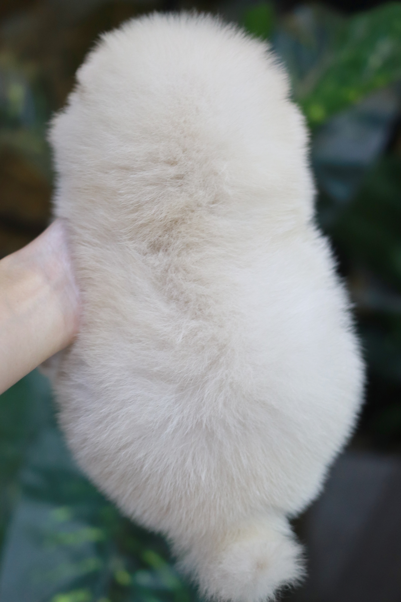 ปอมเมอเรเนียน เพศเมีย ขาวครีม หน้าฟ็อก