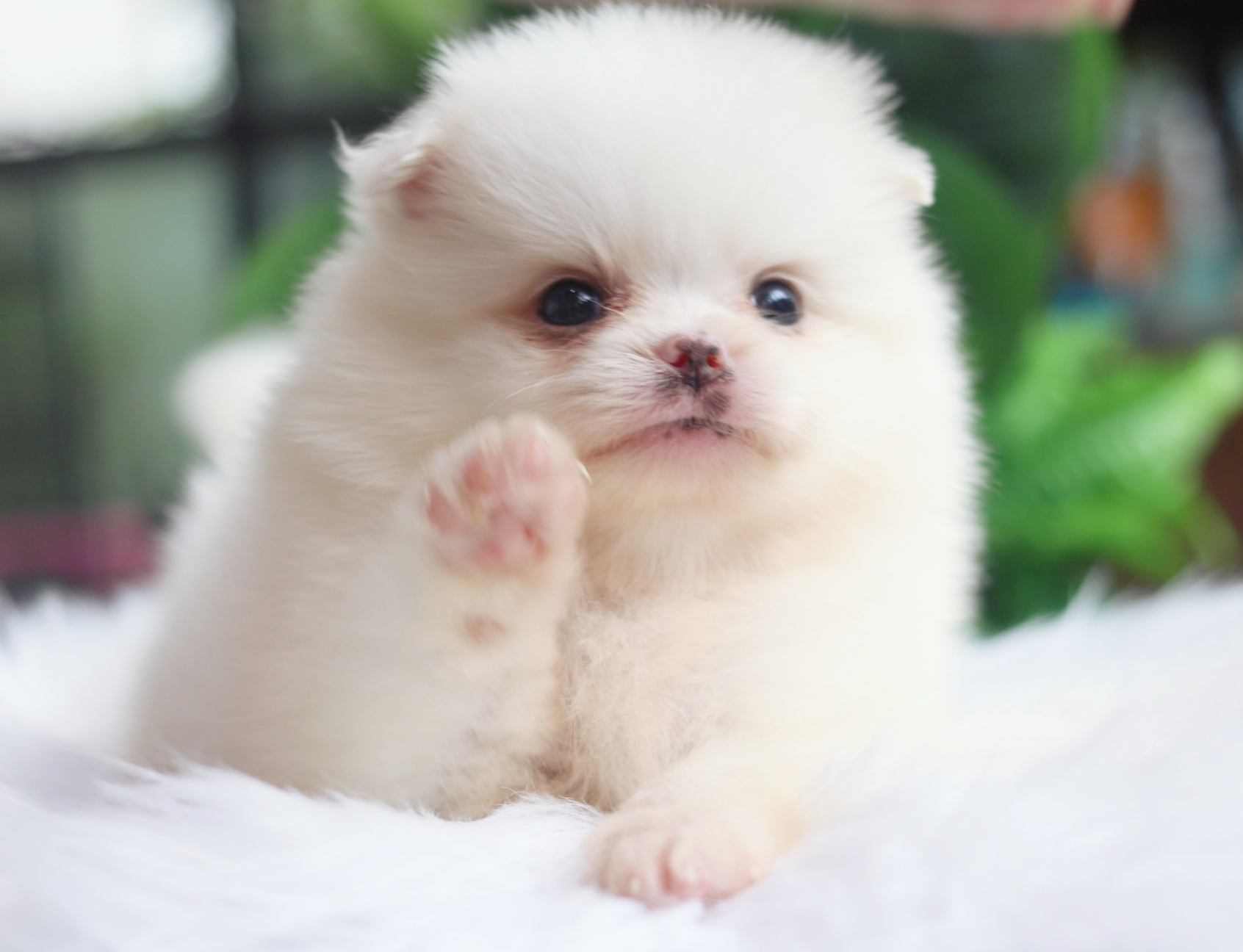 ปอมเมอเรเนียน เพศเมีย สีขาวครีม