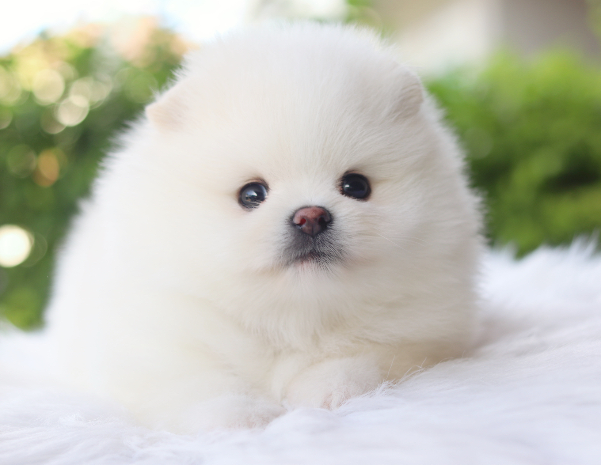 ปอมเมอเรเนียน เพศเมียสีขาวครึมเกรดโชว์