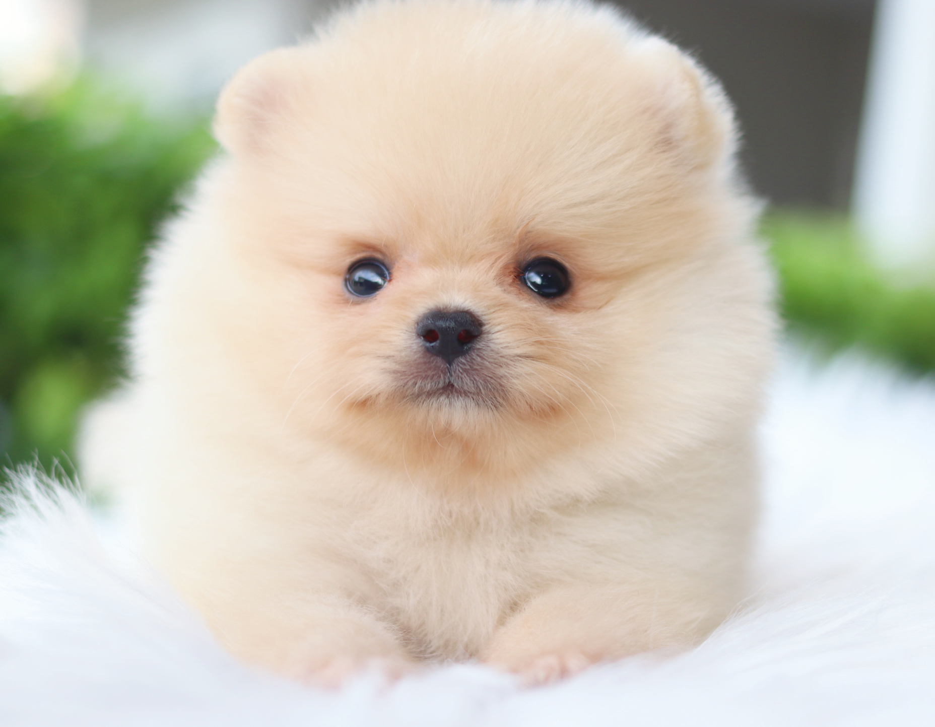 ปอมเมอเรเนียน เพศผู้ สีครีม