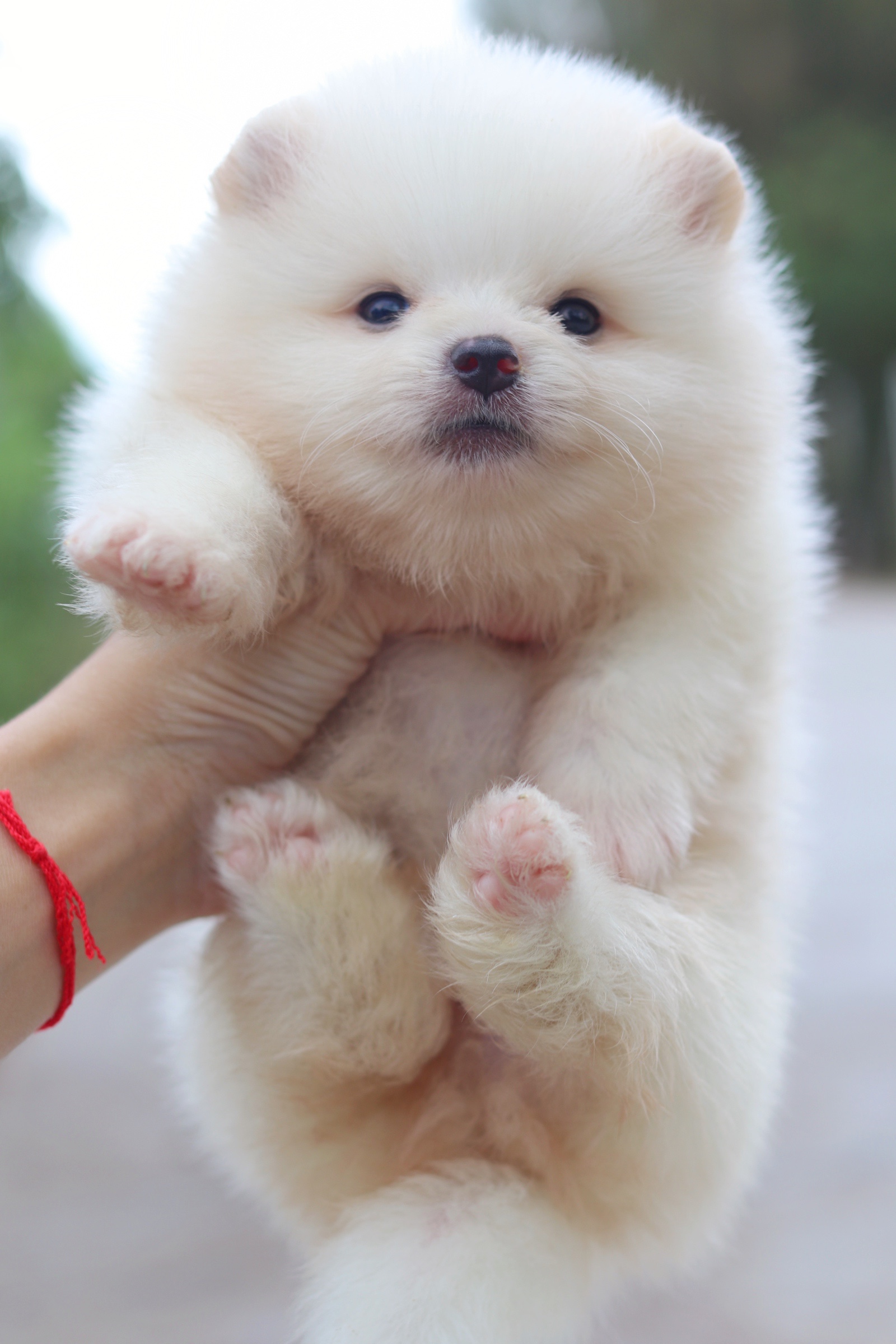 ปอมเมอเรเนียน เพศผู้ขาวครีม