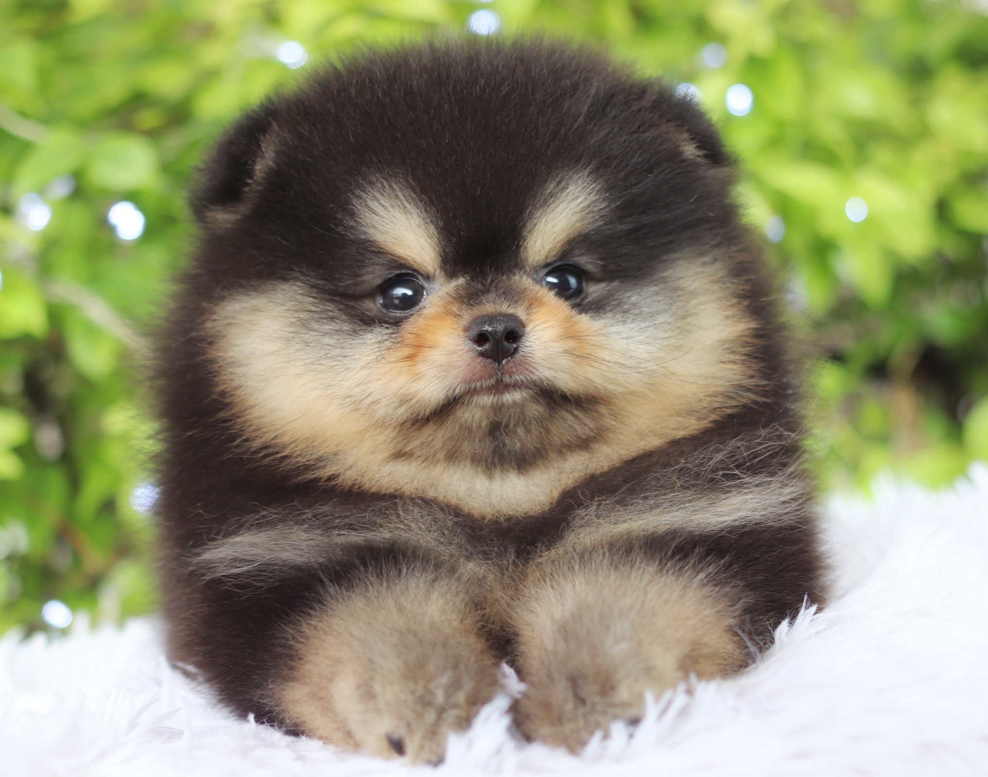 ปอมเมอเรเนียน เพศผู้ สีแบล็คแทน เกรดโชว์