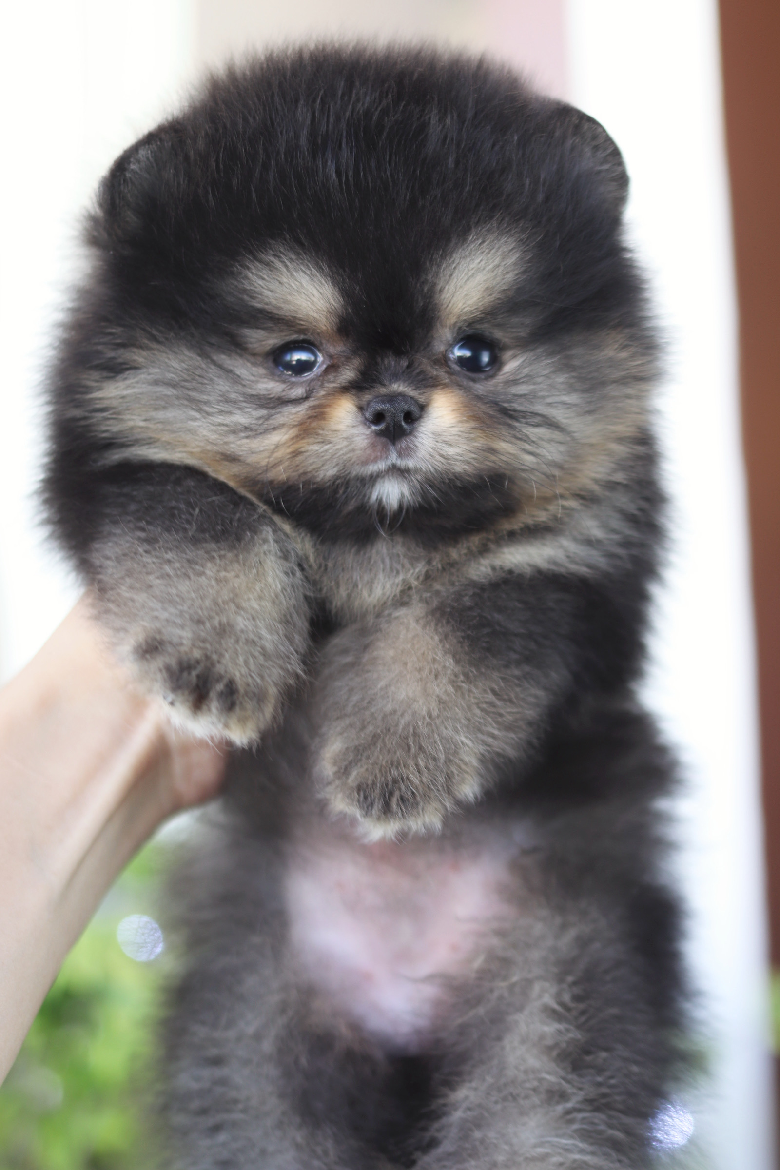 ปอมเมอเรเนียน เพศเมียสีแบล็คแทนเกรดโชว์