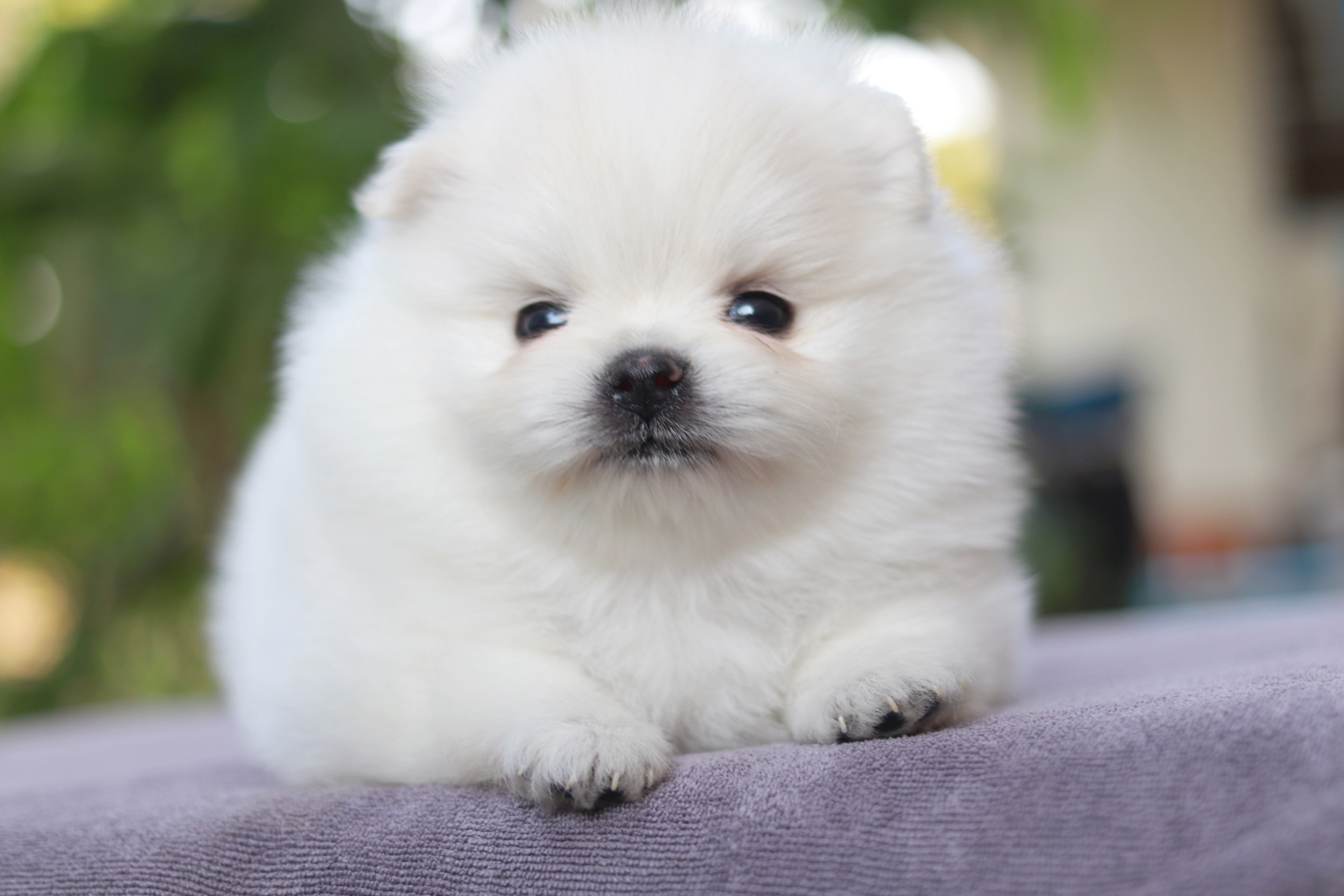 ปอมเมอเรเนียน เพศผู้ขาว