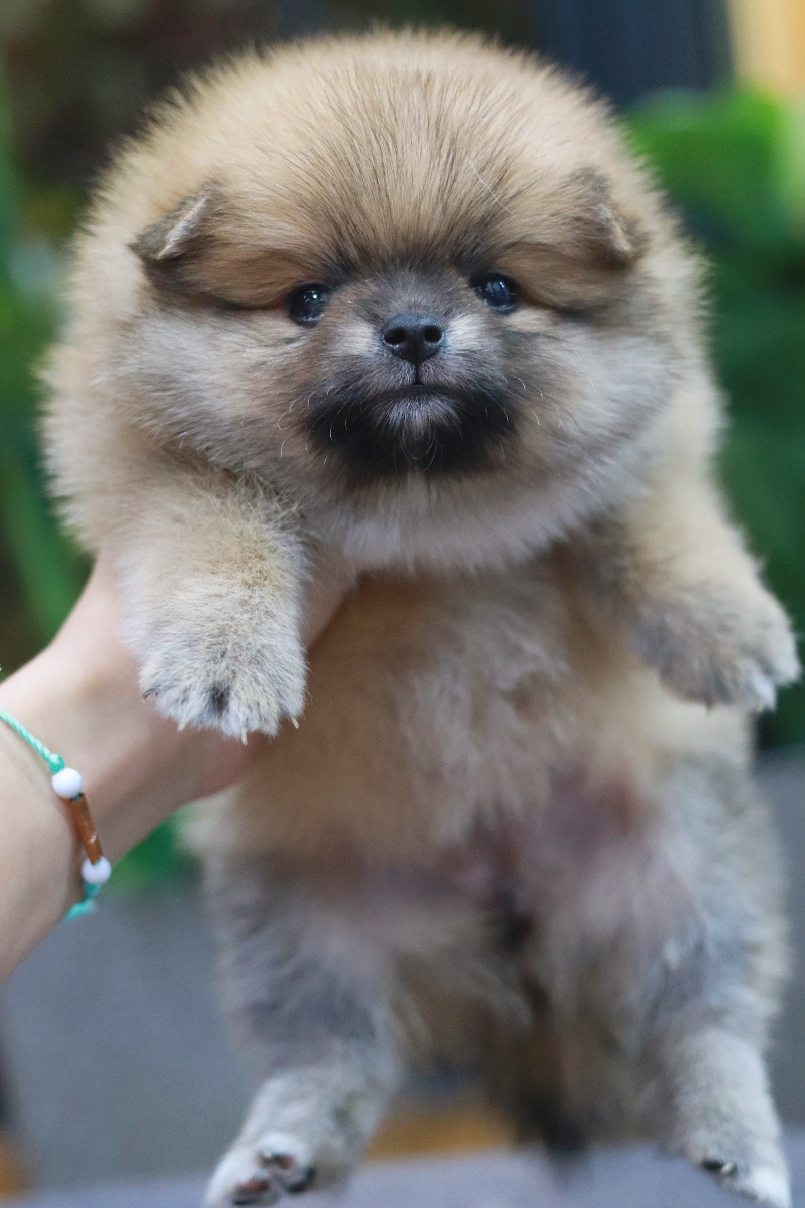 ปอมเมอเรเนียน เพศเมียสีส้ม