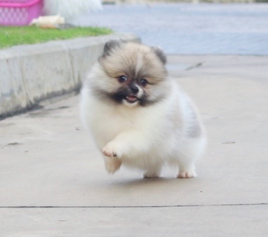 ปอมเมอเรเนียน เพศเมียแฟนซี