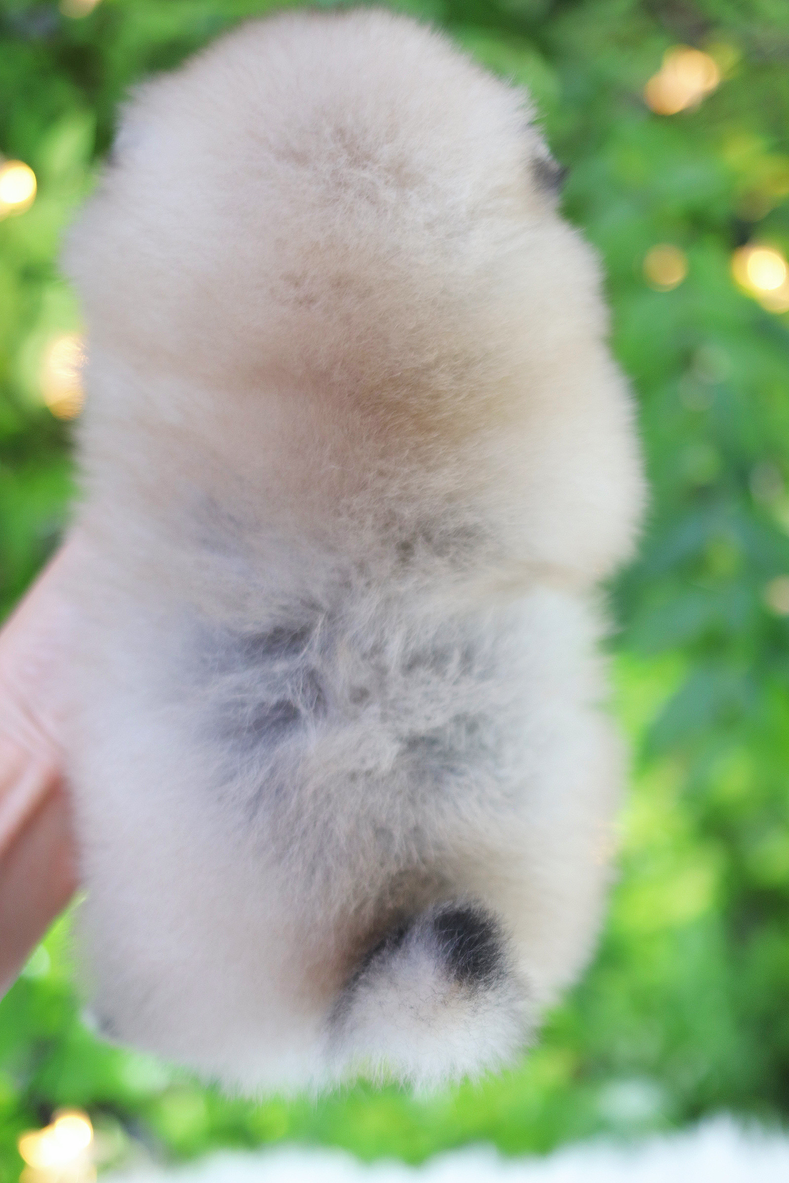 ปอมเมอเรเนียน เพศผู้สีส้ม เกรดโชว์