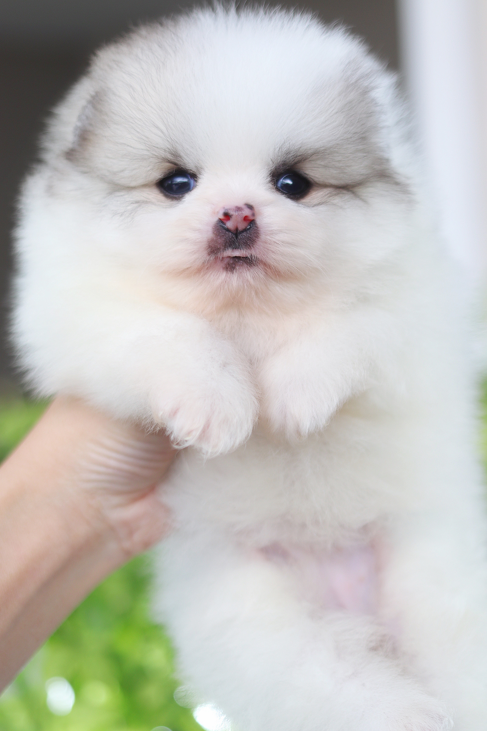 ปอมเมอเรเนียน เพศเมียสีแฟนซีเกรดโชว์