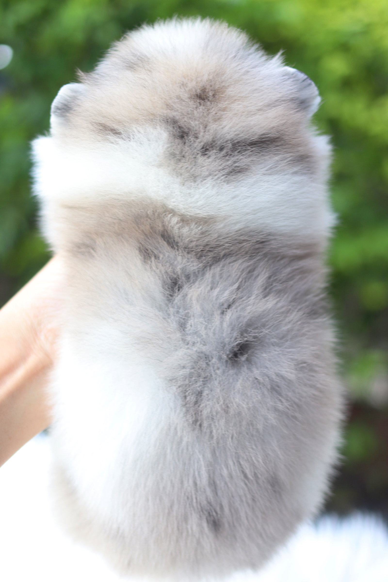 ปอมเมอเรเนียน เพศเมียสีแฟนซีเมอร์เร่