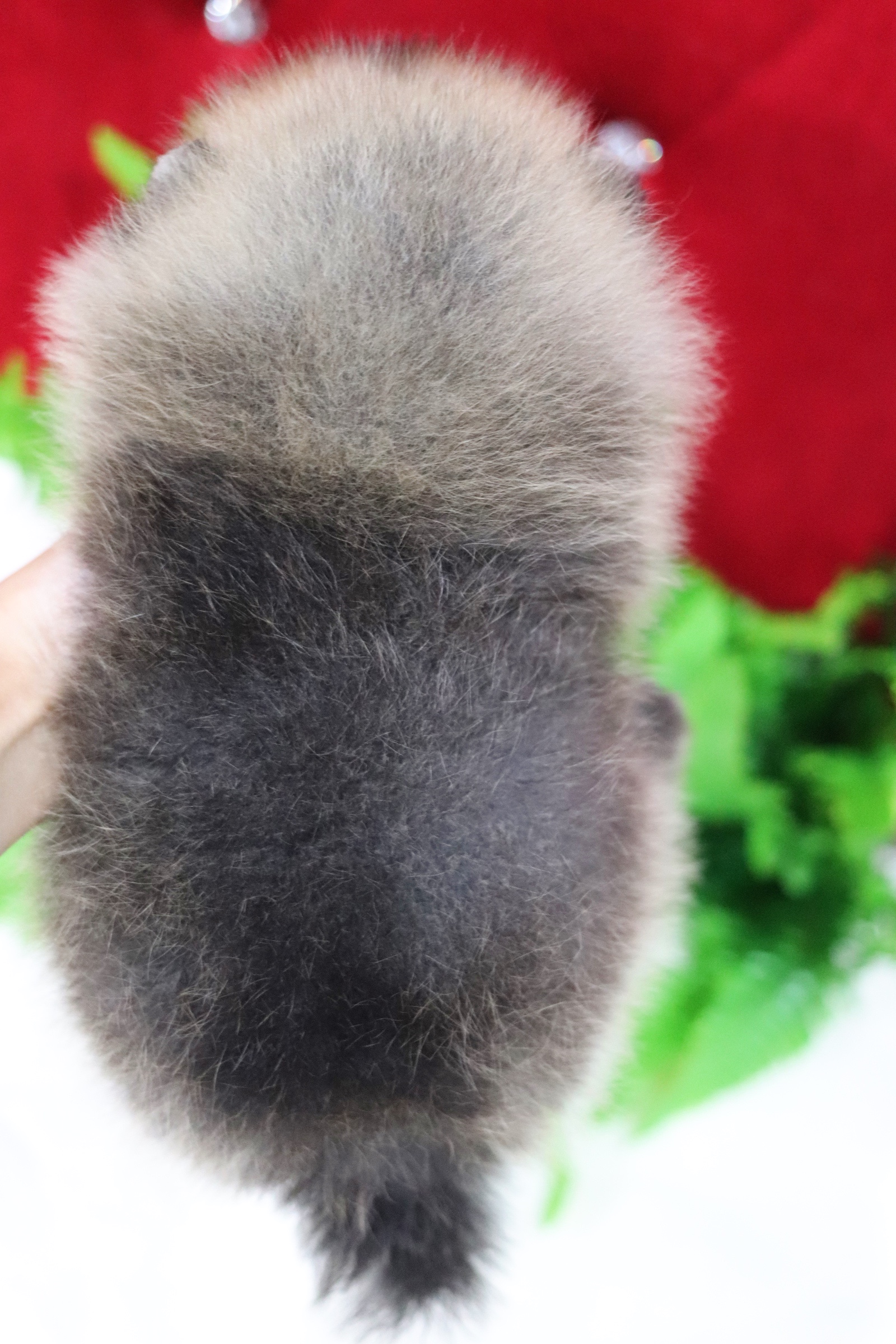 ปอมเมอเรเนียน เพศผู้ สีส้ม ไซส์เล็ก