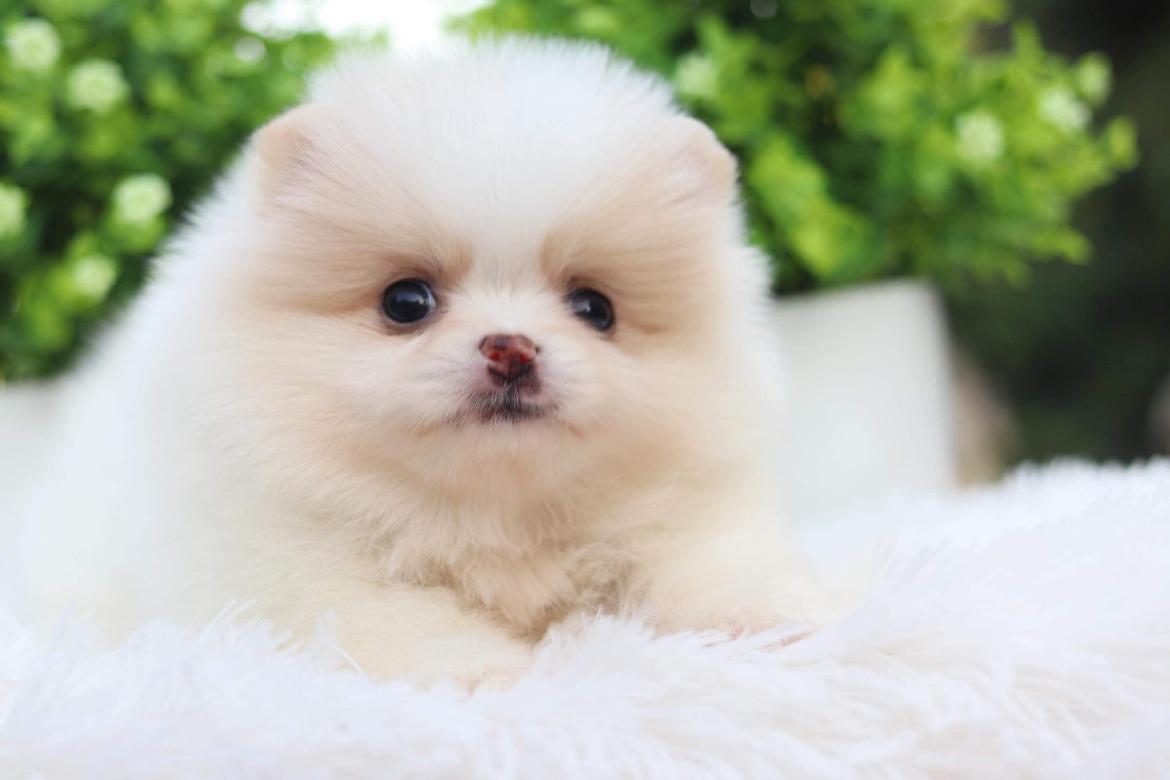 ปอมเมอเรเนียน เพศเมีย