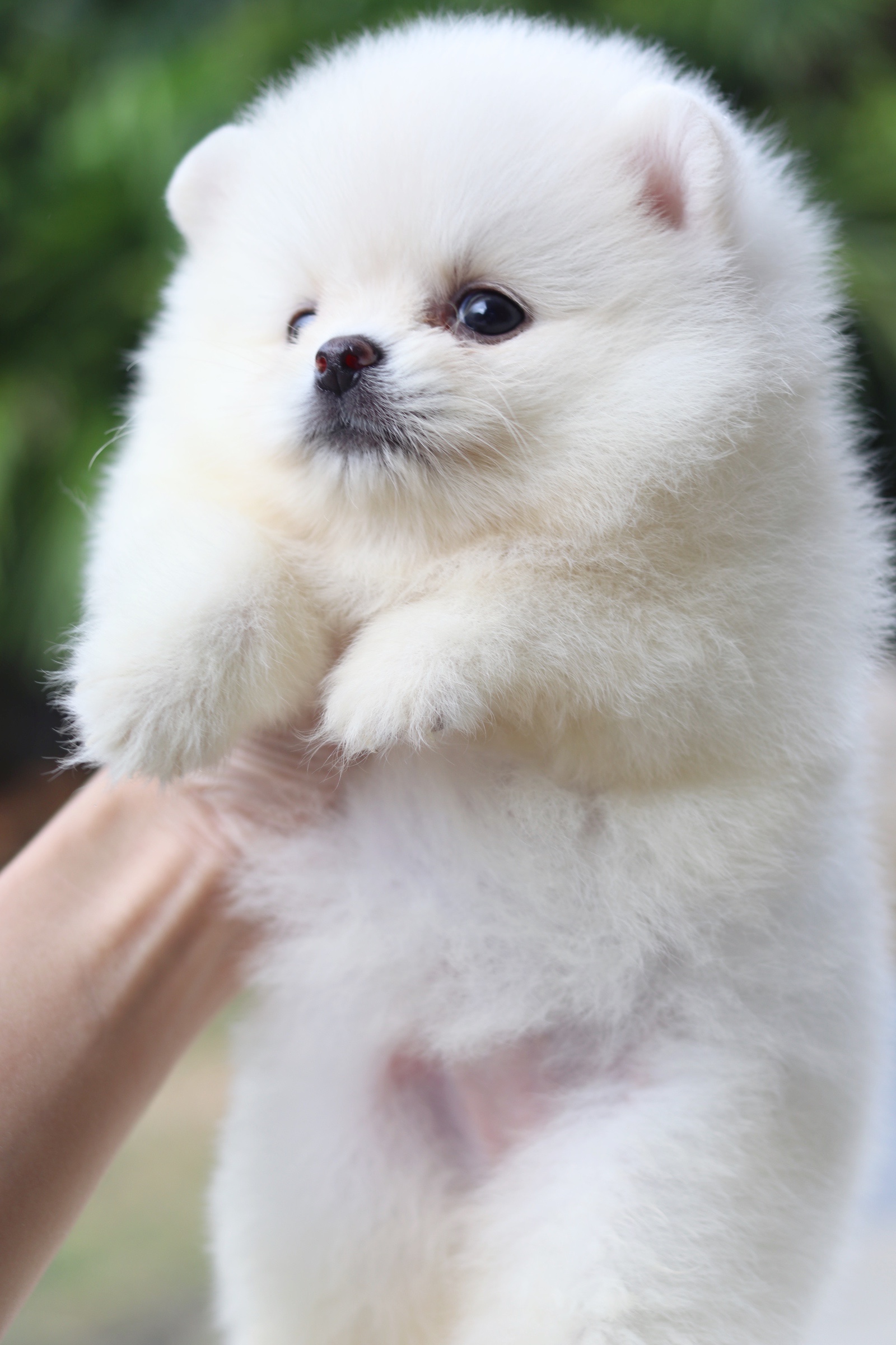 ปอมเมอเรเนียน เพศเมียขาวครีม