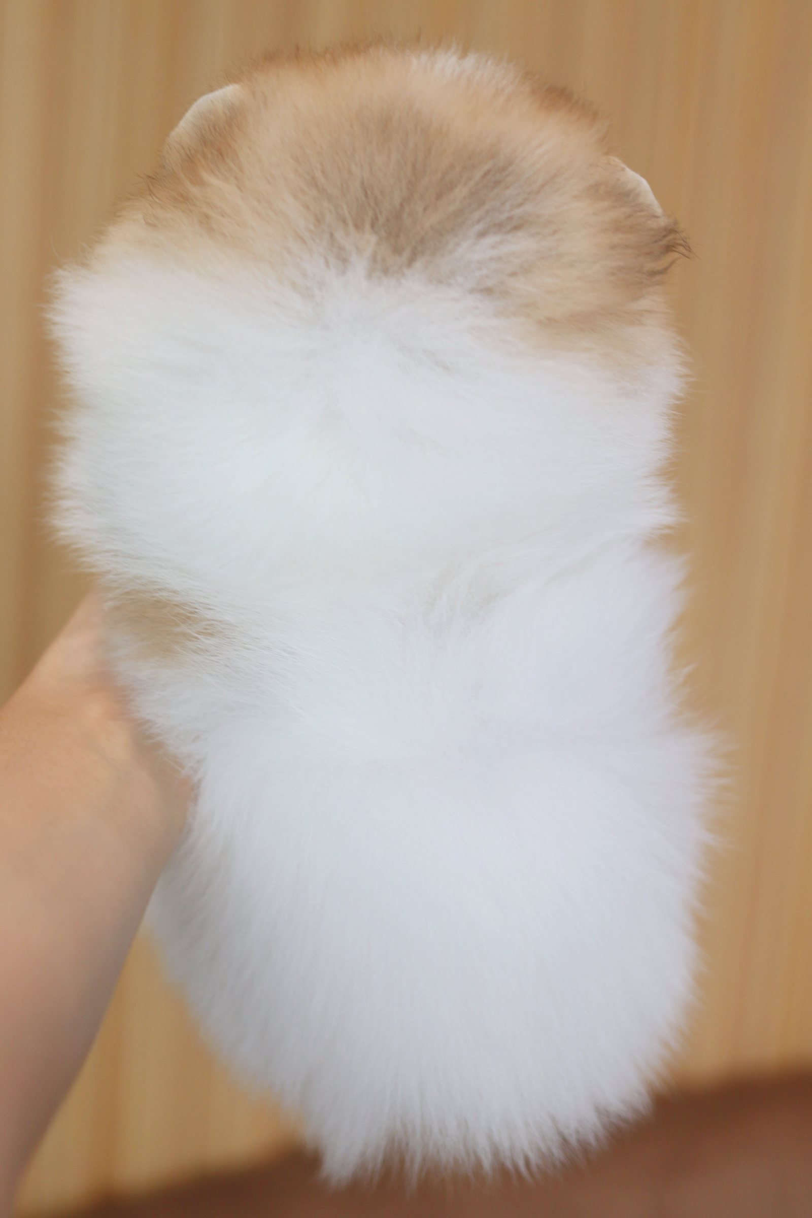 ปอมเมอเรเนียน เพศเมียสีแฟนซี