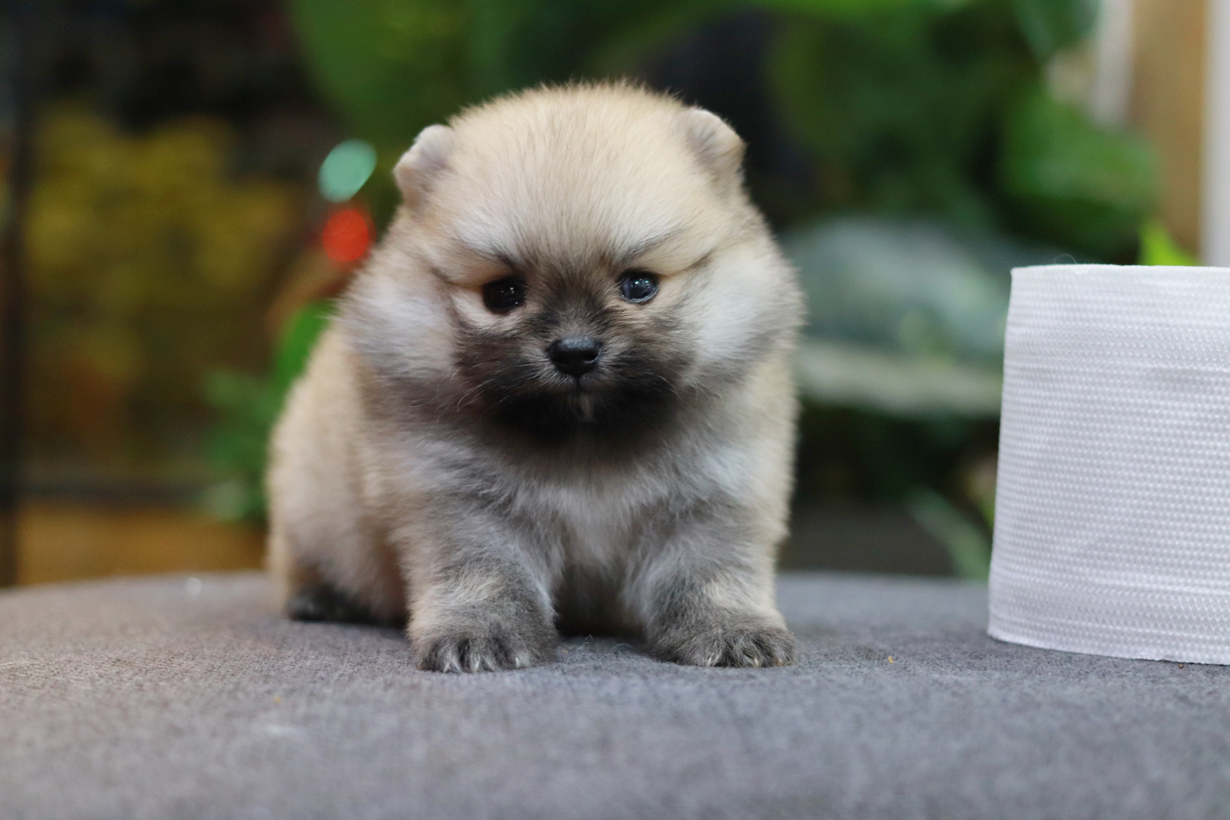 ปอมเมอเรเนียน เพศเมีย ทีคัพ